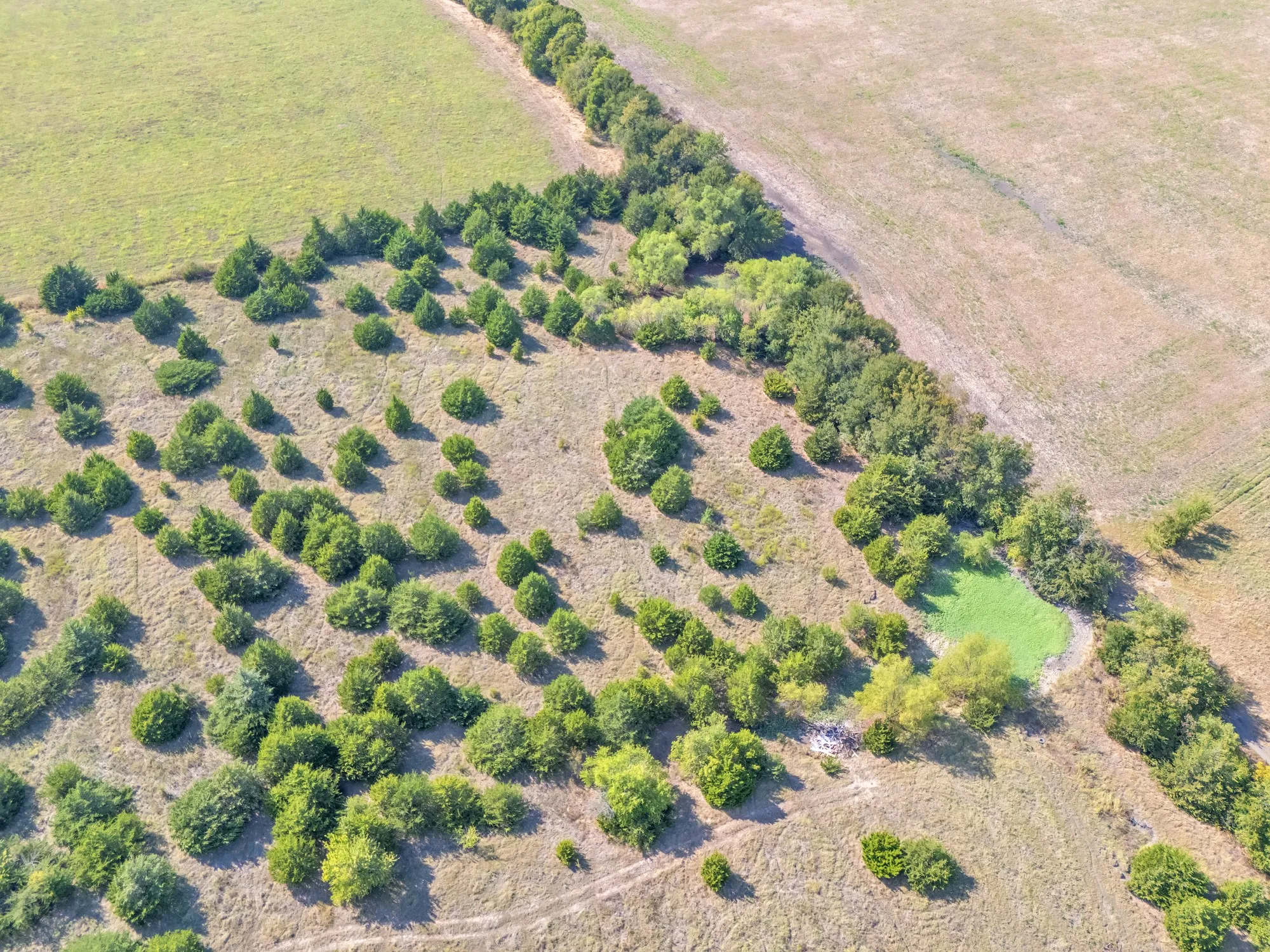 Unimproved Land For Sale in Hunt County , 7720 County Road 1135, Leonard, Texas 75452, 0, 0, Garage spaces, 0 Sqft, built in 0, mls#21386235, Real Estate Agent in Leonard, Homes For Sale in Hunt county, Homes For Sale in Leonard, Realtor in Leonard Texas, Real Estate Brokerage Independent Realty Texas, Luminita Cordes Realtor