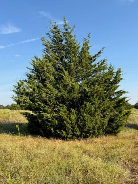 Unimproved Land For Sale in Hunt County , 7720 County Road 1135, Leonard, Texas 75452, 0, 0, Garage spaces, 0 Sqft, built in 0, mls#21386235, Real Estate Agent in Leonard, Homes For Sale in Hunt county, Homes For Sale in Leonard, Realtor in Leonard Texas, Real Estate Brokerage Independent Realty Texas, Luminita Cordes Realtor