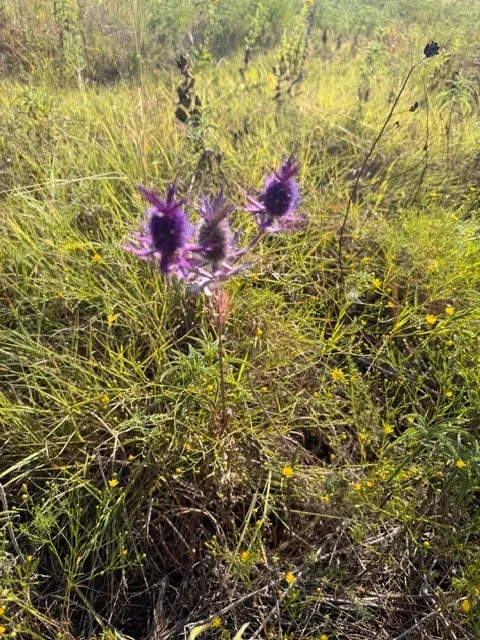 Unimproved Land For Sale in Hunt County , 7720 County Road 1135, Leonard, Texas 75452, 0, 0, Garage spaces, 0 Sqft, built in 0, mls#21386235, Real Estate Agent in Leonard, Homes For Sale in Hunt county, Homes For Sale in Leonard, Realtor in Leonard Texas, Real Estate Brokerage Independent Realty Texas, Luminita Cordes Realtor