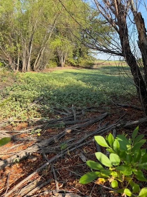 Unimproved Land For Sale in Hunt County , 7720 County Road 1135, Leonard, Texas 75452, 0, 0, Garage spaces, 0 Sqft, built in 0, mls#21386235, Real Estate Agent in Leonard, Homes For Sale in Hunt county, Homes For Sale in Leonard, Realtor in Leonard Texas, Real Estate Brokerage Independent Realty Texas, Luminita Cordes Realtor