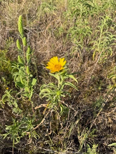 Unimproved Land For Sale in Hunt County , 7720 County Road 1135, Leonard, Texas 75452, 0, 0, Garage spaces, 0 Sqft, built in 0, mls#21386235, Real Estate Agent in Leonard, Homes For Sale in Hunt county, Homes For Sale in Leonard, Realtor in Leonard Texas, Real Estate Brokerage Independent Realty Texas, Luminita Cordes Realtor