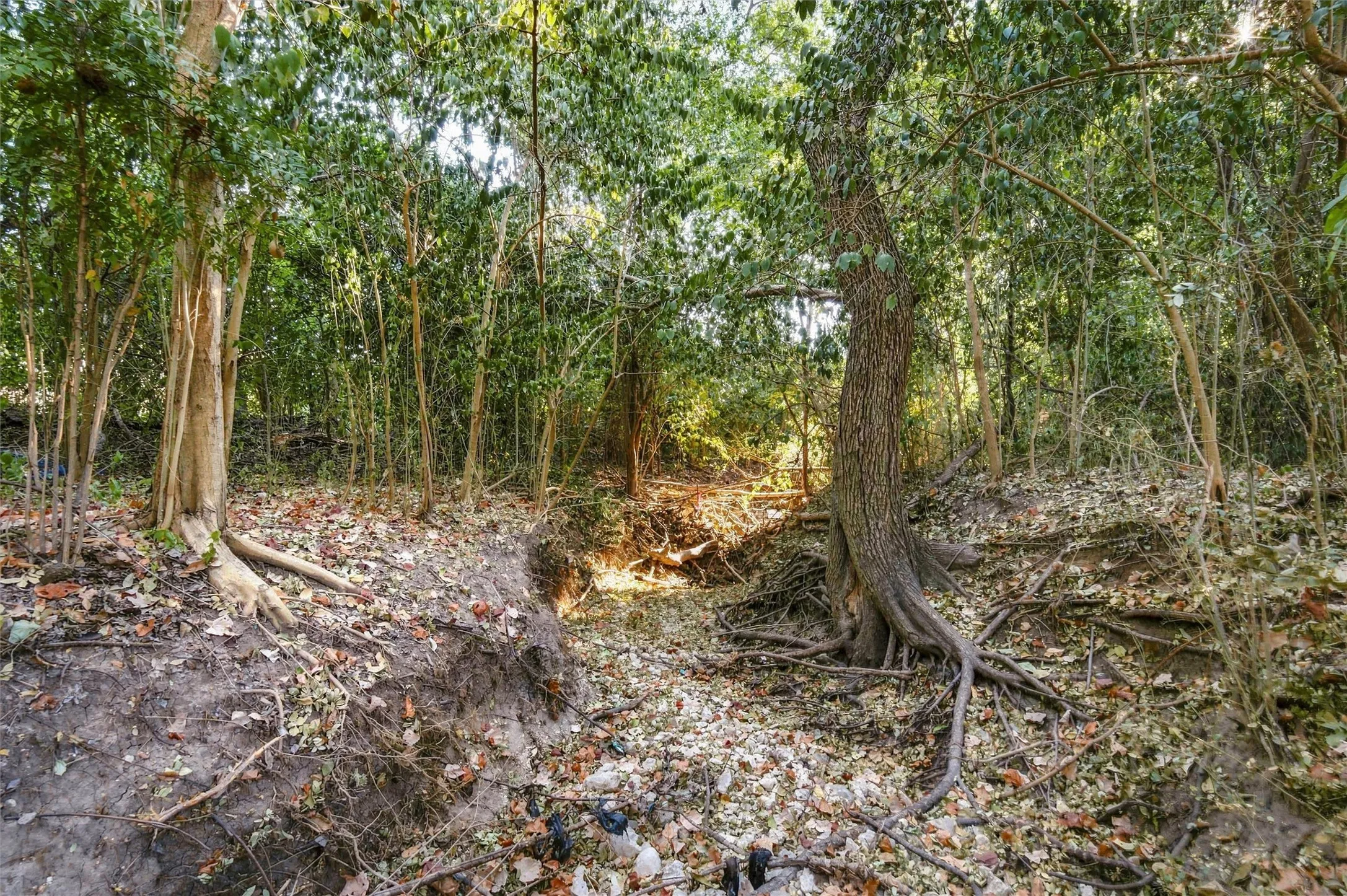 Improved Land For Sale in Bosque County , 1411 Park Street, Clifton, Texas 76634, 0, 0, Garage spaces, 0 Sqft, built in 0, mls#21384468, Real Estate Agent in Clifton, Homes For Sale in Bosque county, Homes For Sale in Clifton, Realtor in Clifton Texas, Real Estate Brokerage Independent Realty Texas, Luminita Cordes Realtor