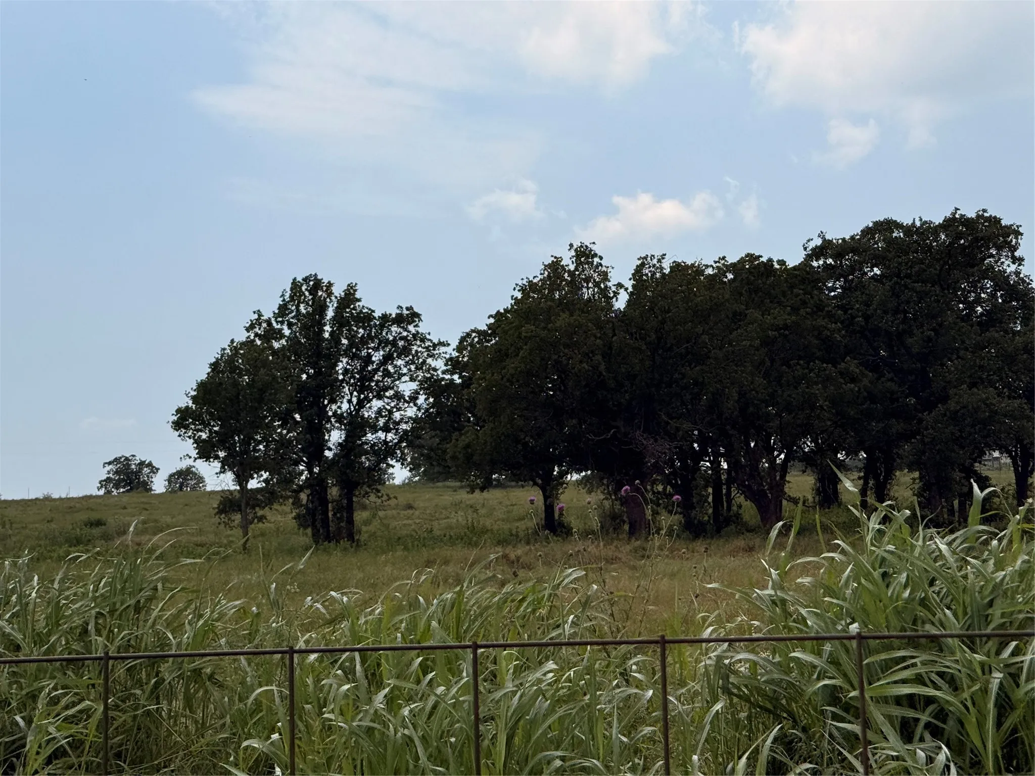 Native Pasture