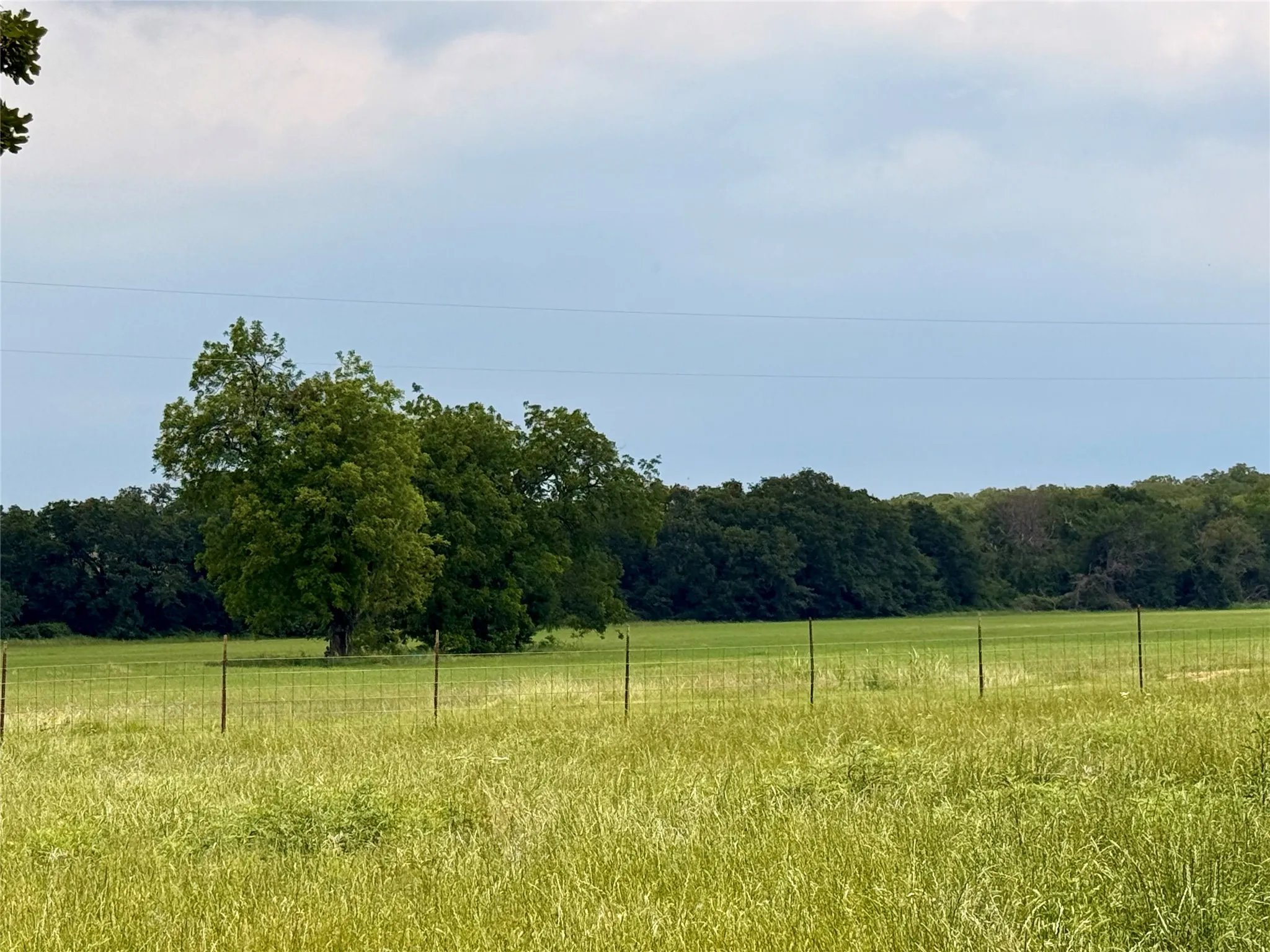 Coastal Pasture