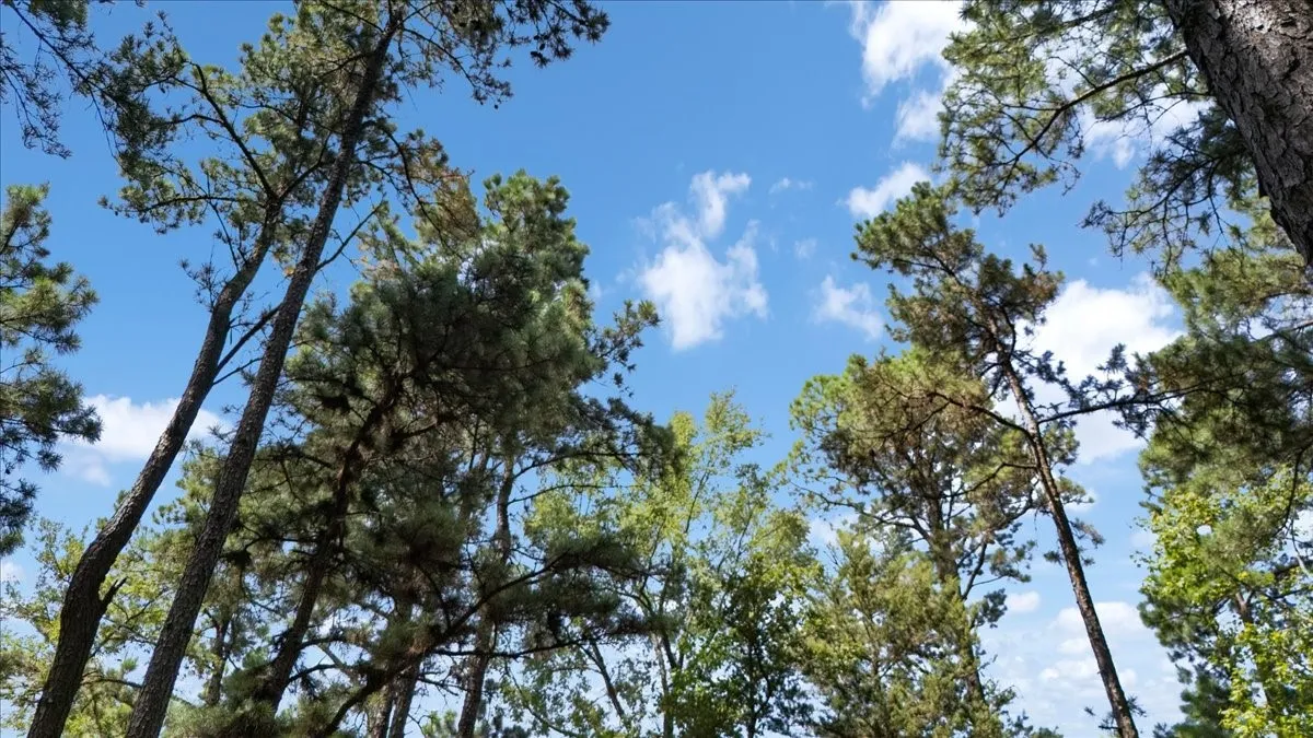 Unimproved Land For Sale in Upshur County , Tract 4 FM 1002, Big Sandy, Texas 75755, 0, 0, Garage spaces, 0 Sqft, built in 0, mls#21398642, Real Estate Agent in Big Sandy, Homes For Sale in Upshur county, Homes For Sale in Big Sandy, Realtor in Big Sandy Texas, Real Estate Brokerage Independent Realty Texas, Luminita Cordes Realtor
