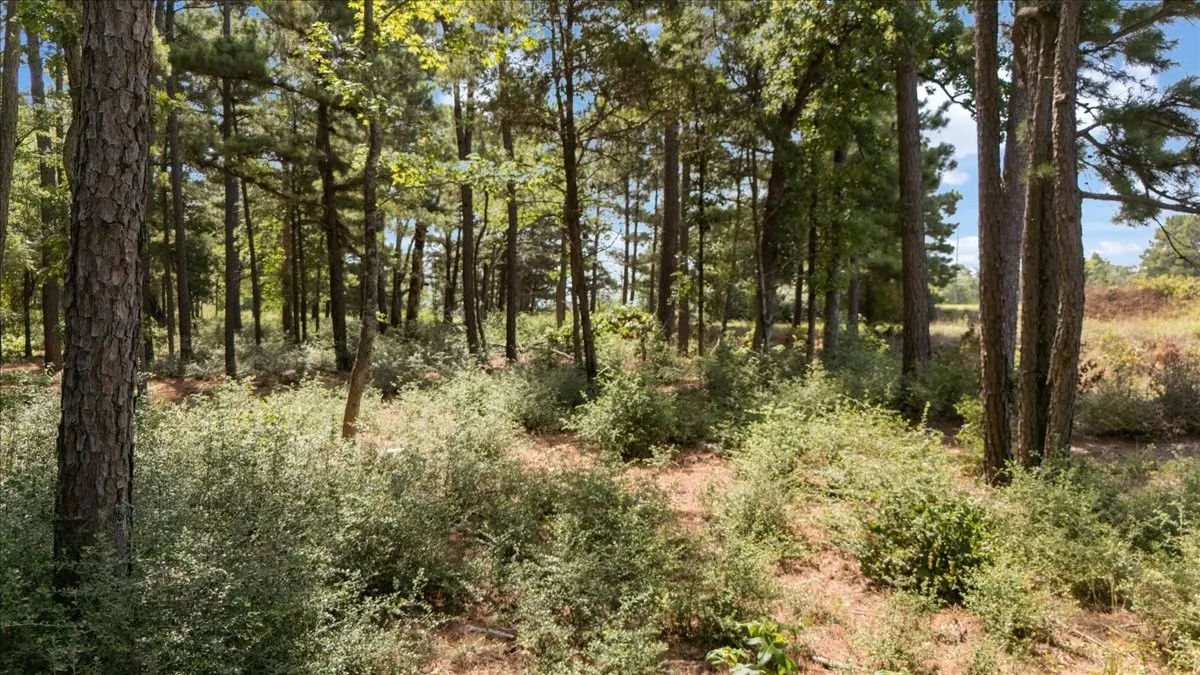 Unimproved Land For Sale in Upshur County , Tract 4 FM 1002, Big Sandy, Texas 75755, 0, 0, Garage spaces, 0 Sqft, built in 0, mls#21398642, Real Estate Agent in Big Sandy, Homes For Sale in Upshur county, Homes For Sale in Big Sandy, Realtor in Big Sandy Texas, Real Estate Brokerage Independent Realty Texas, Luminita Cordes Realtor