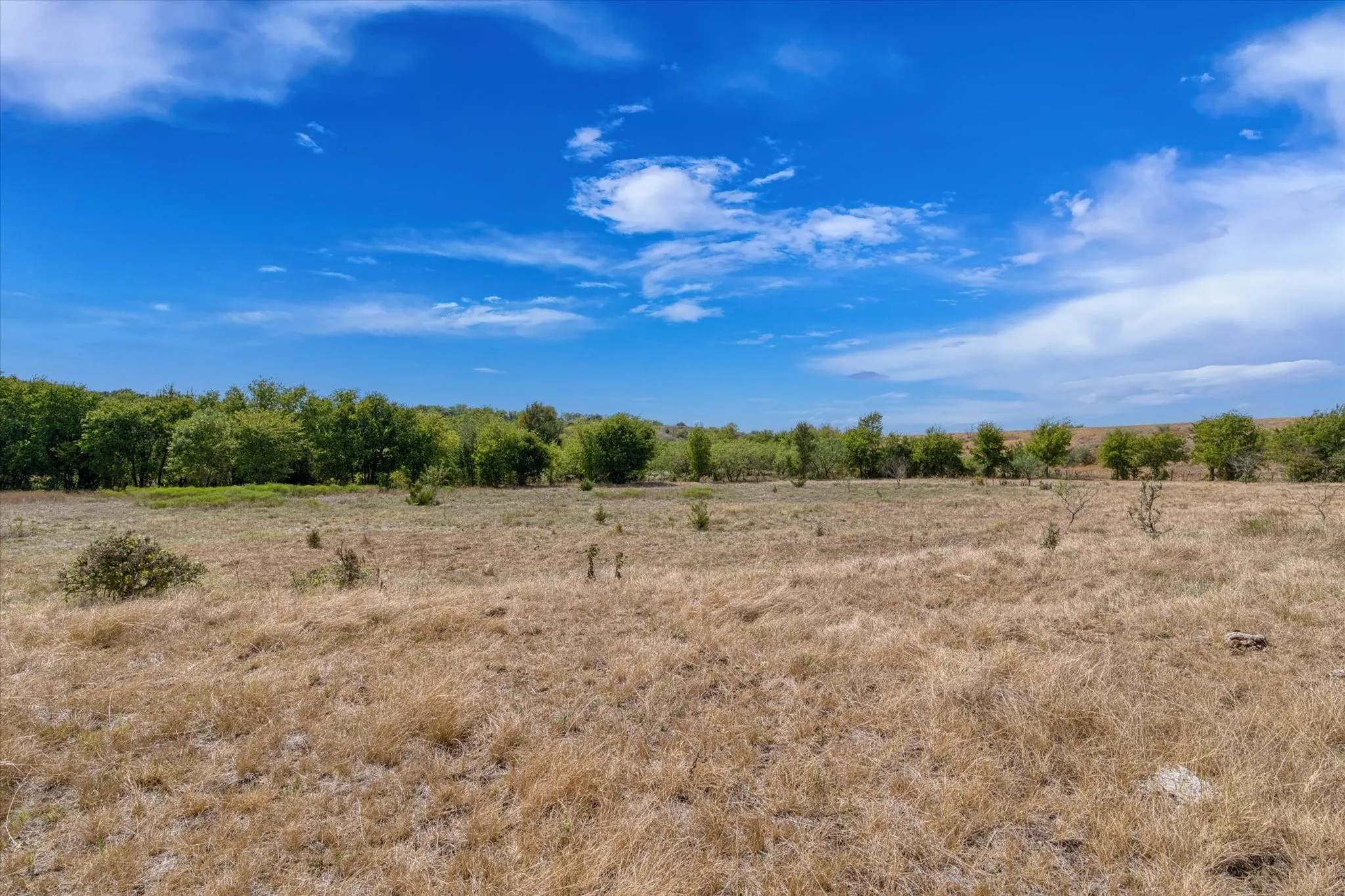 Expansive open field featuring natural grasses and distant mature trees