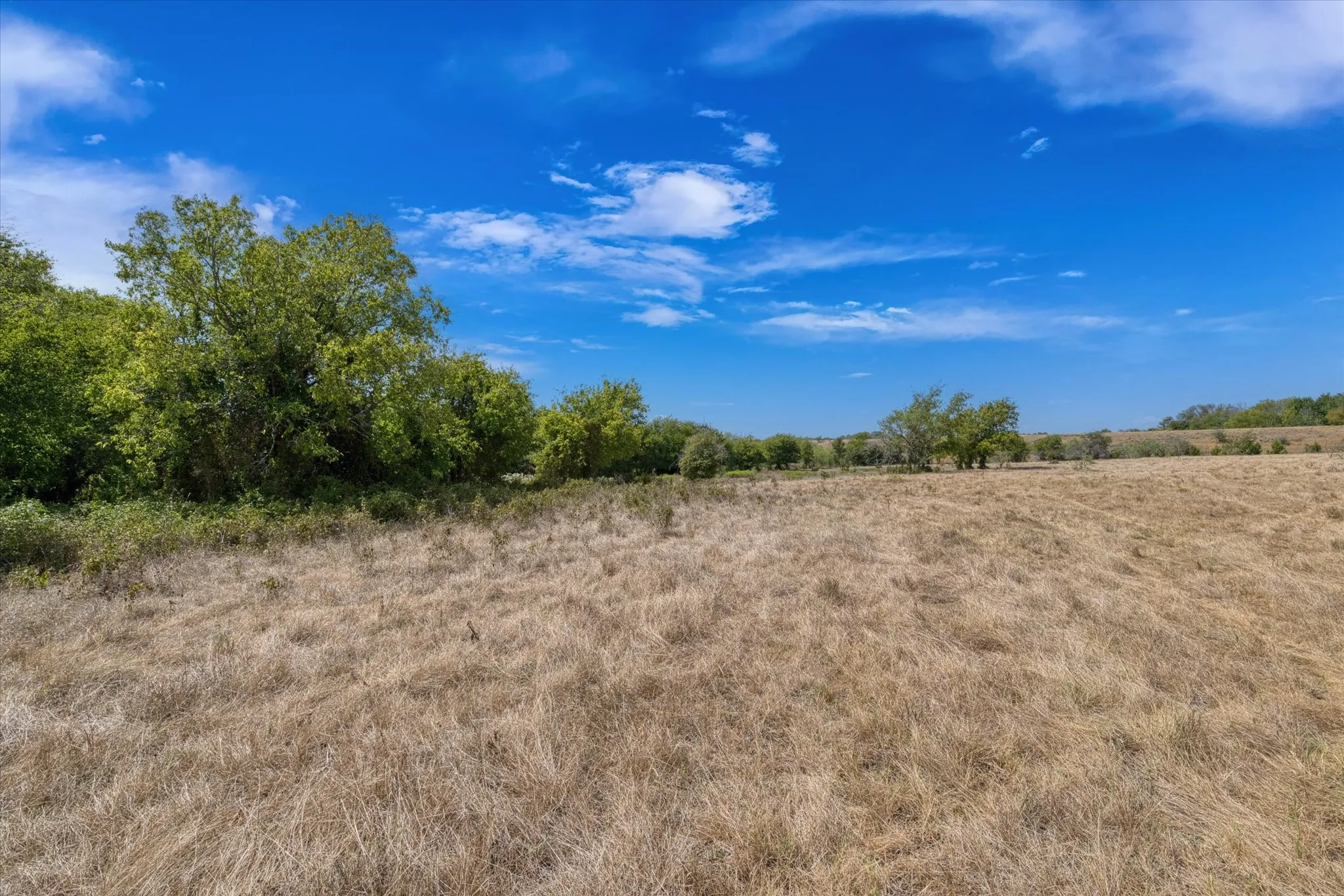 Expansive open field with natural vegetation and distant trees