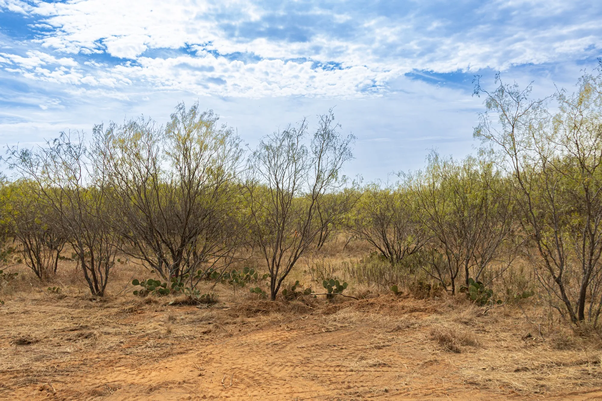 Unimproved Land For Sale in Comanche County , TBD Tract 2 County Road 166, Gorman, Texas 76454, 0, 0, Garage spaces, 0 Sqft, built in 0, mls#21398668, Real Estate Agent in Gorman, Homes For Sale in Comanche county, Homes For Sale in Gorman, Realtor in Gorman Texas, Real Estate Brokerage Independent Realty Texas, Luminita Cordes Realtor