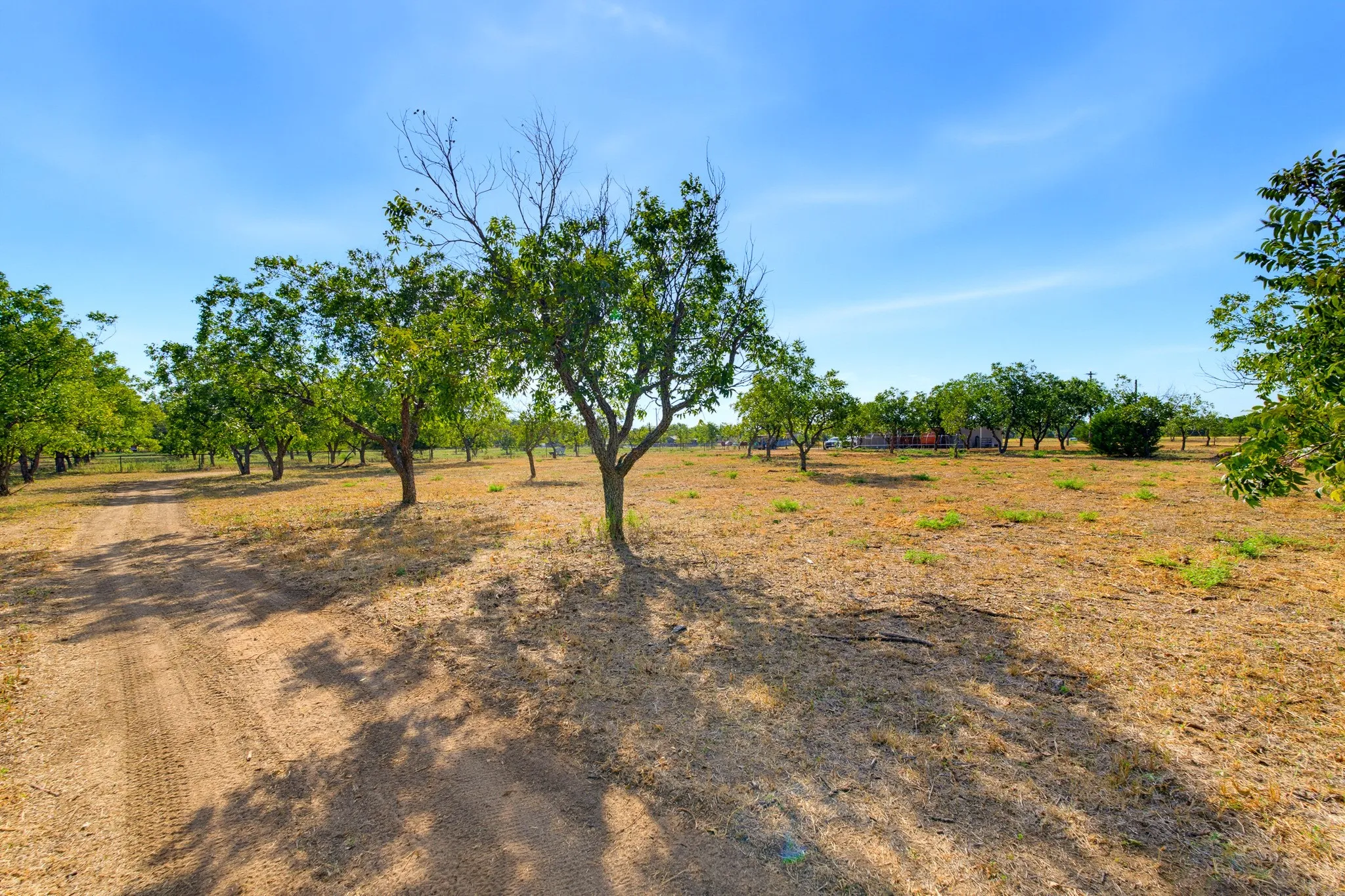 Land has been cleared of most mesquites