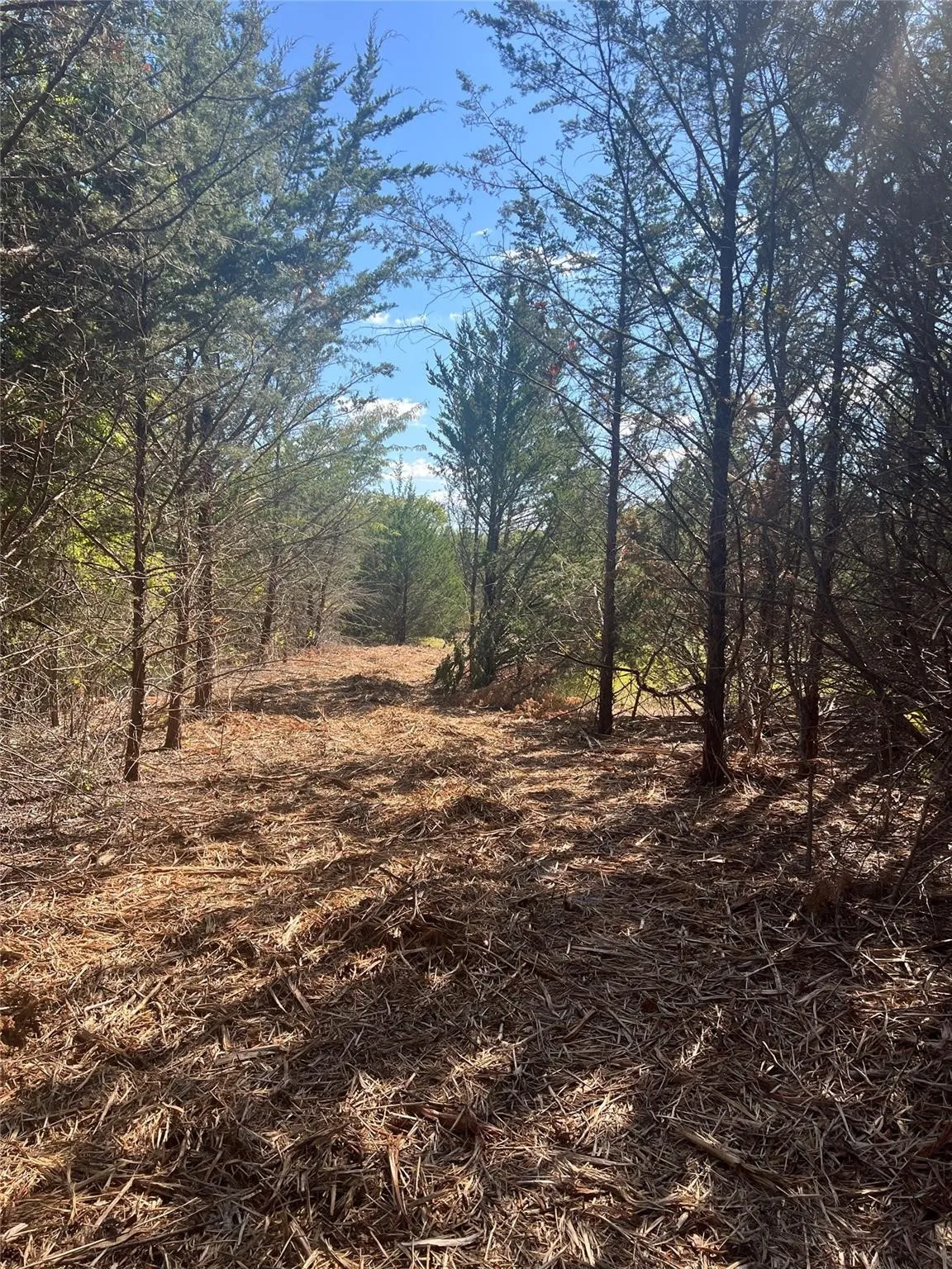 Unimproved Land For Sale in Grayson County , TBD1 Rochelle Cannon Road, Whitewright, Texas 75491, 0, 0, Garage spaces, 0 Sqft, built in 0, mls#21398700, Real Estate Agent in Whitewright, Homes For Sale in Grayson county, Homes For Sale in Whitewright, Realtor in Whitewright Texas, Real Estate Brokerage Independent Realty Texas, Luminita Cordes Realtor