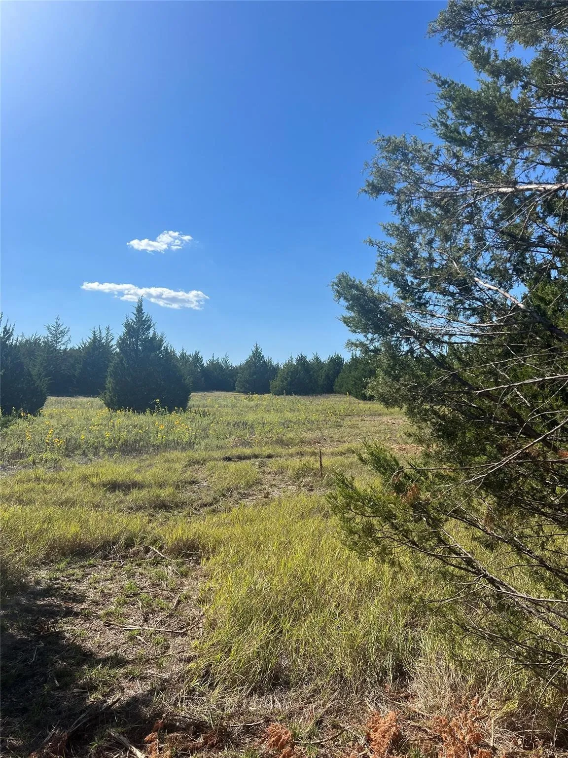 Unimproved Land For Sale in Grayson County , TBD1 Rochelle Cannon Road, Whitewright, Texas 75491, 0, 0, Garage spaces, 0 Sqft, built in 0, mls#21398700, Real Estate Agent in Whitewright, Homes For Sale in Grayson county, Homes For Sale in Whitewright, Realtor in Whitewright Texas, Real Estate Brokerage Independent Realty Texas, Luminita Cordes Realtor