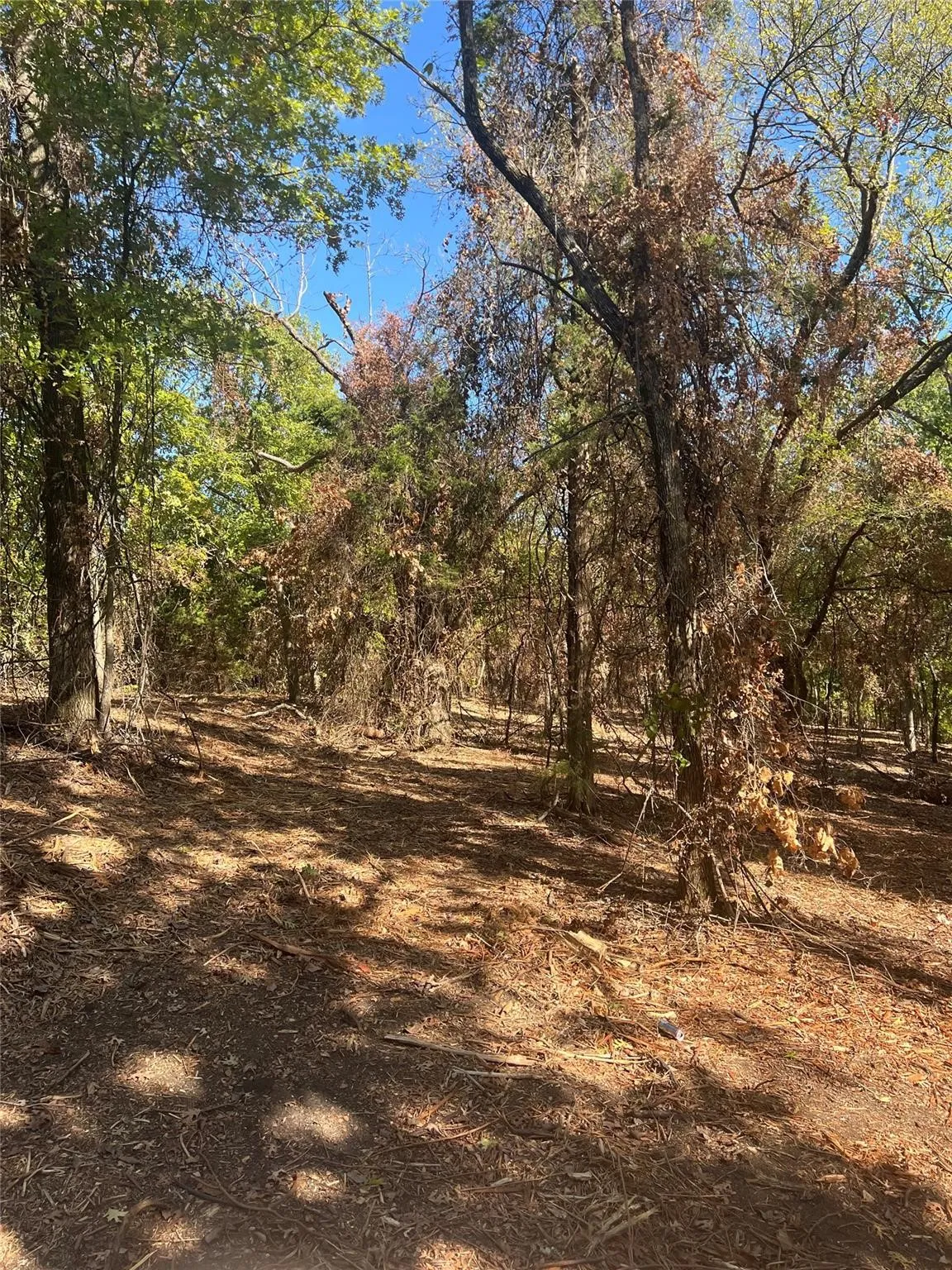 Unimproved Land For Sale in Grayson County , TBD1 Rochelle Cannon Road, Whitewright, Texas 75491, 0, 0, Garage spaces, 0 Sqft, built in 0, mls#21398700, Real Estate Agent in Whitewright, Homes For Sale in Grayson county, Homes For Sale in Whitewright, Realtor in Whitewright Texas, Real Estate Brokerage Independent Realty Texas, Luminita Cordes Realtor