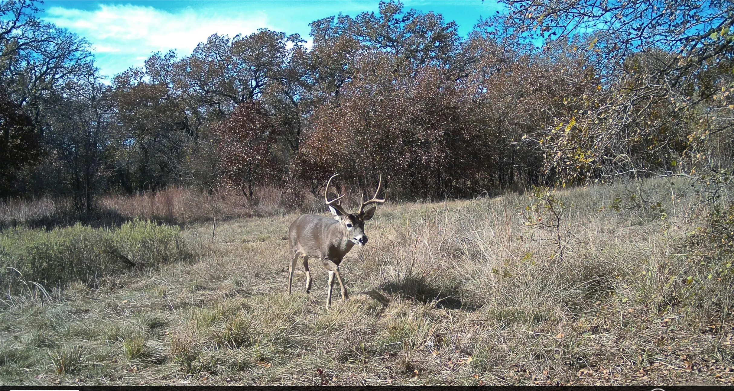 Ranch For Sale in Jack County , 000 Fm-2210, Perrin, Texas 76486, 0, 0, Garage spaces, 0 Sqft, built in 0, mls#21398259, Real Estate Agent in Perrin, Homes For Sale in Jack county, Homes For Sale in Perrin, Realtor in Perrin Texas, Real Estate Brokerage Independent Realty Texas, Luminita Cordes Realtor