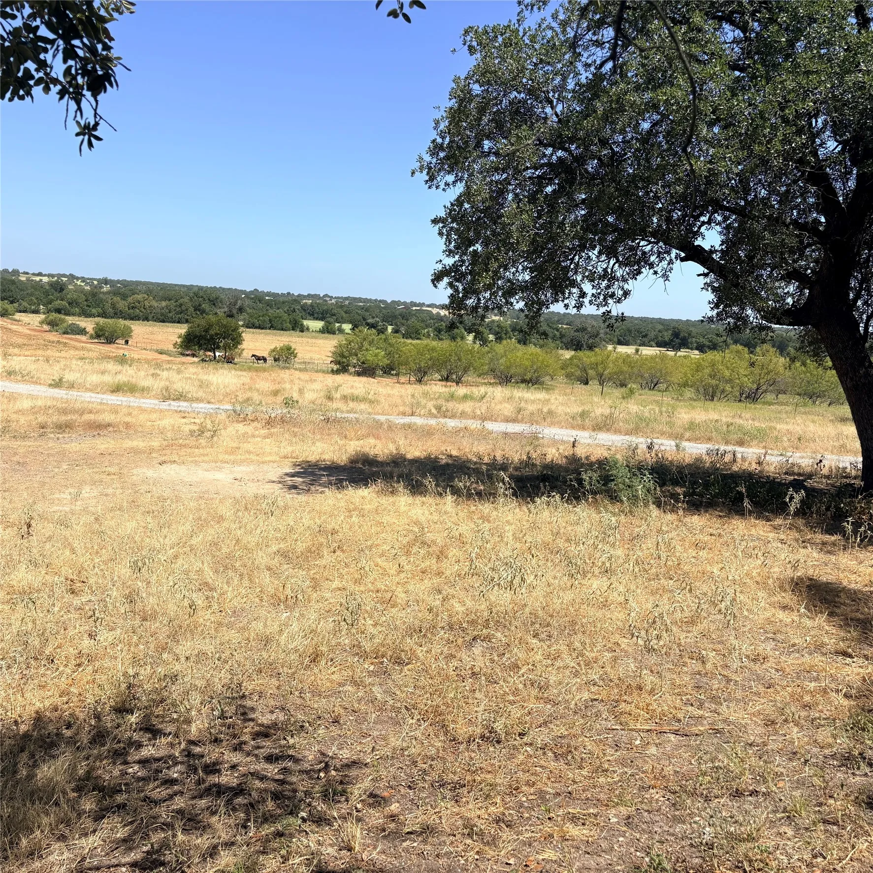 Expansive property featuring a mix of mature trees and open land, a gravel pathway, and distant tree lines