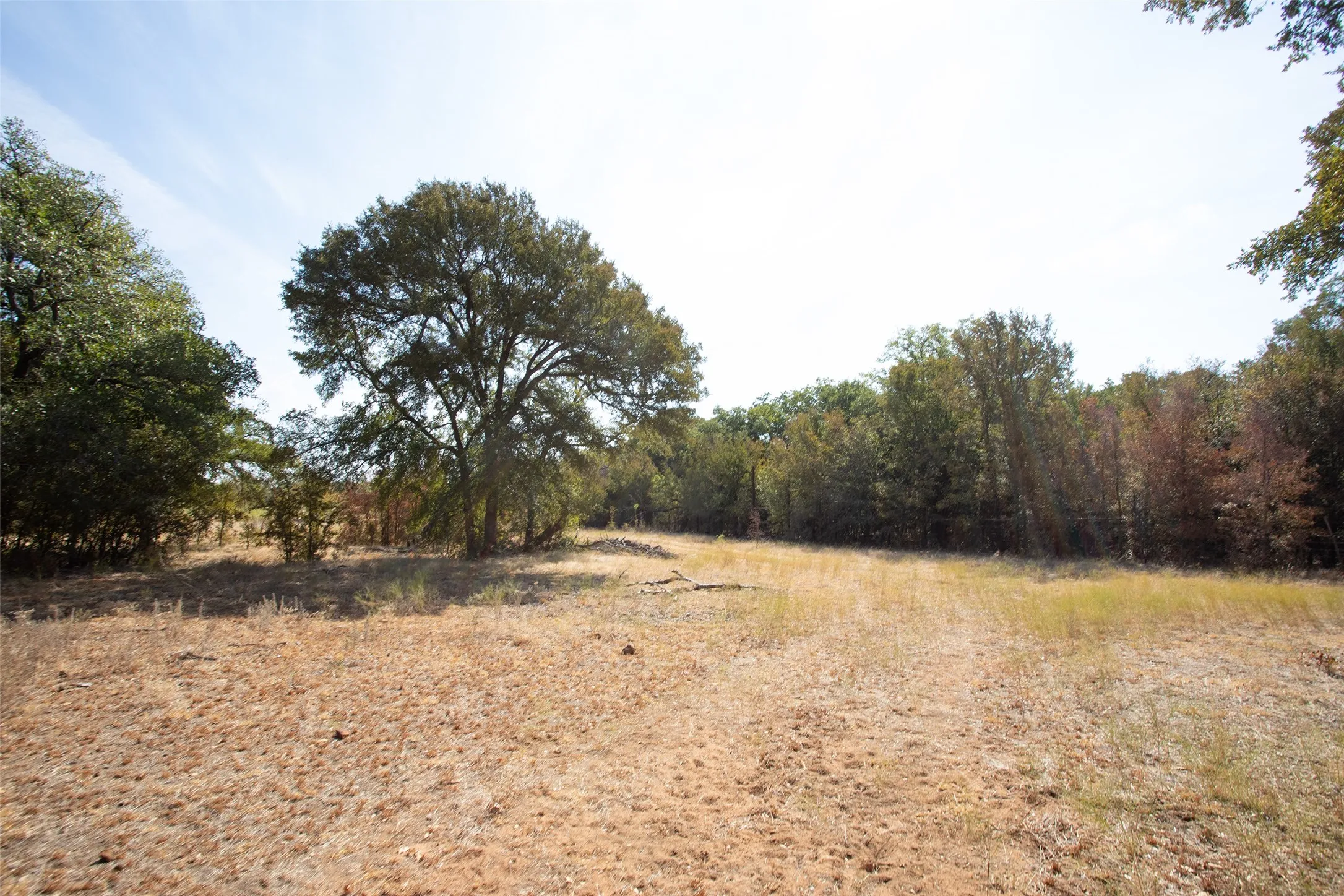 Expansive open field with scattered mature trees and dense perimeter foliage
