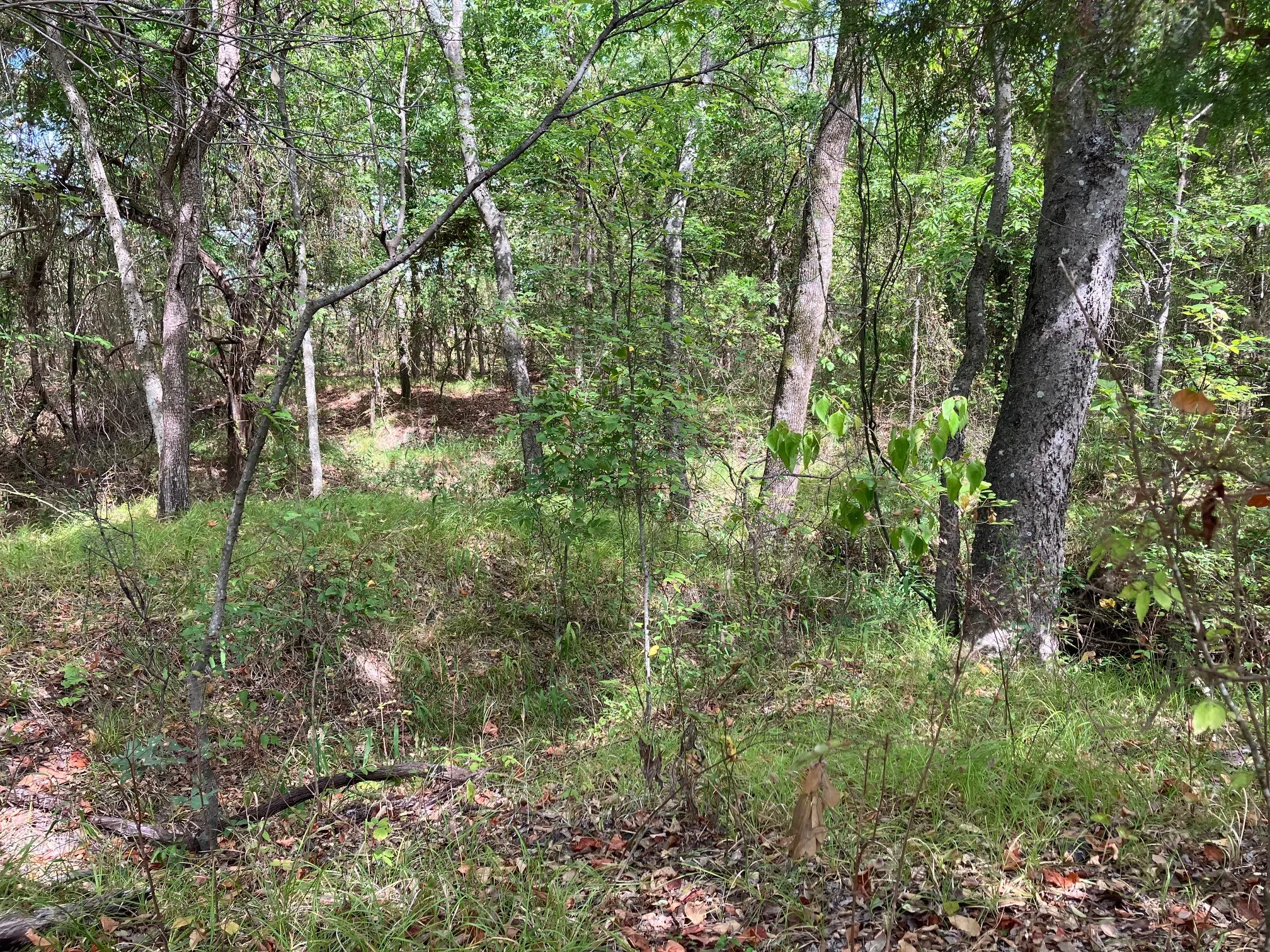 Unimproved Land For Sale in Hopkins County , TBD County Road 4758, Sulphur Springs, Texas 75482, 0, 0, Garage spaces, 0 Sqft, built in 0, mls#21399617, Real Estate Agent in Sulphur Springs, Homes For Sale in Hopkins county, Homes For Sale in Sulphur Springs, Realtor in Sulphur Springs Texas, Real Estate Brokerage Independent Realty Texas, Luminita Cordes Realtor