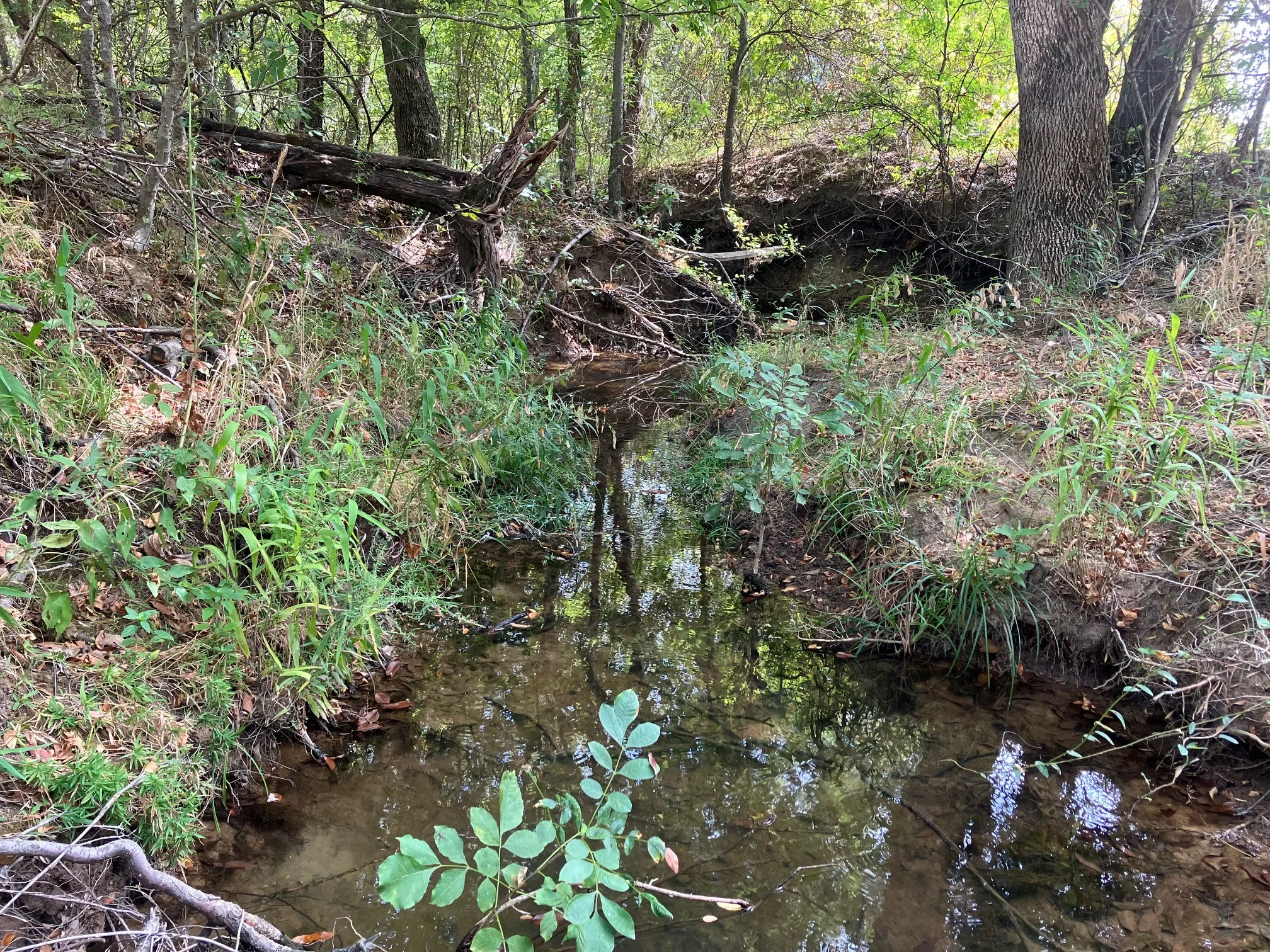 Unimproved Land For Sale in Hopkins County , TBD County Road 4758, Sulphur Springs, Texas 75482, 0, 0, Garage spaces, 0 Sqft, built in 0, mls#21399617, Real Estate Agent in Sulphur Springs, Homes For Sale in Hopkins county, Homes For Sale in Sulphur Springs, Realtor in Sulphur Springs Texas, Real Estate Brokerage Independent Realty Texas, Luminita Cordes Realtor