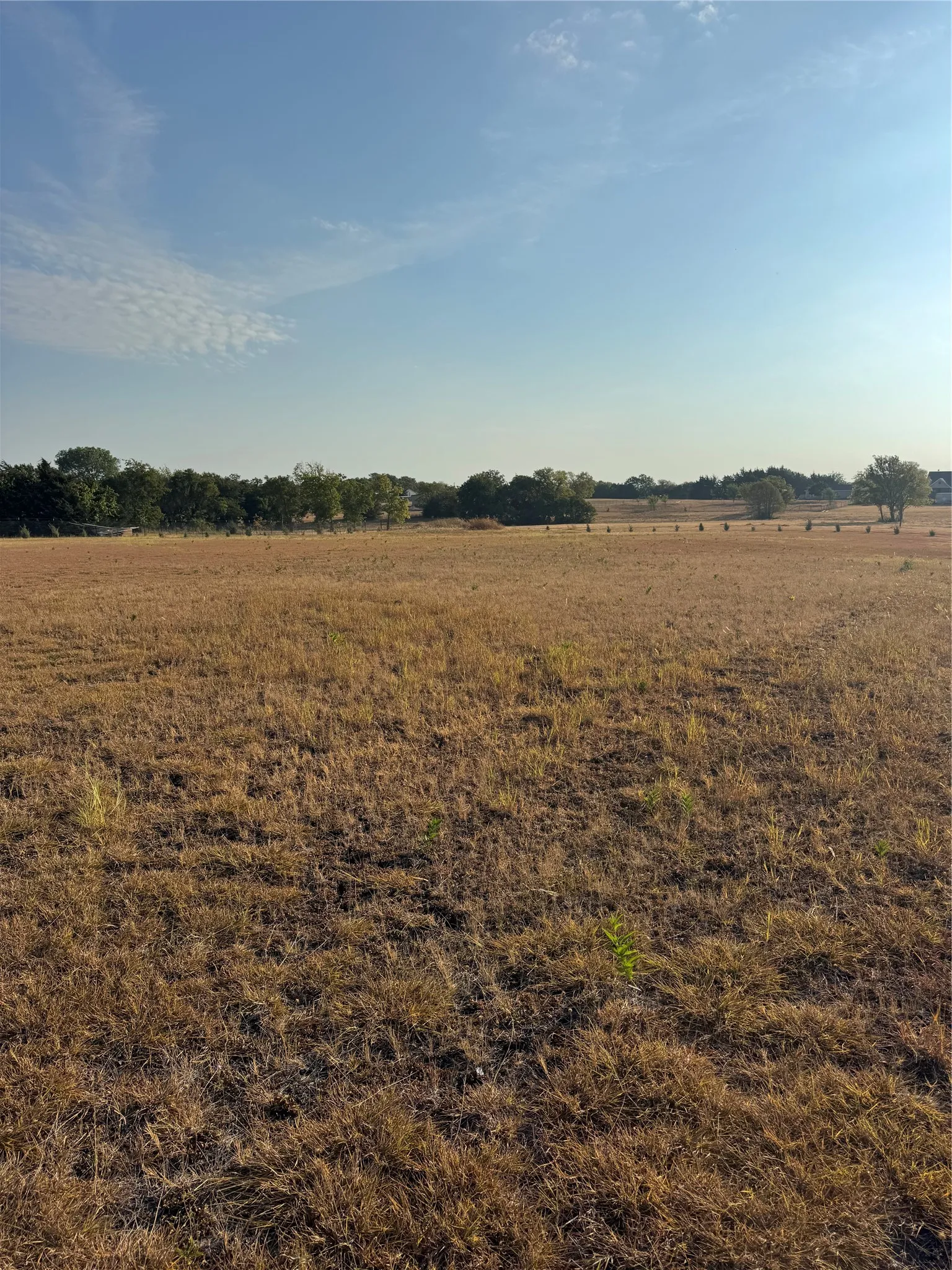Over 100 Carolina Sapphire Cypress Trees Around Perimeter of Lot, Which Will Grow 30 - 40 Feet Tall and 15 - 20 Feet Wide. Drought Tolerant Species.