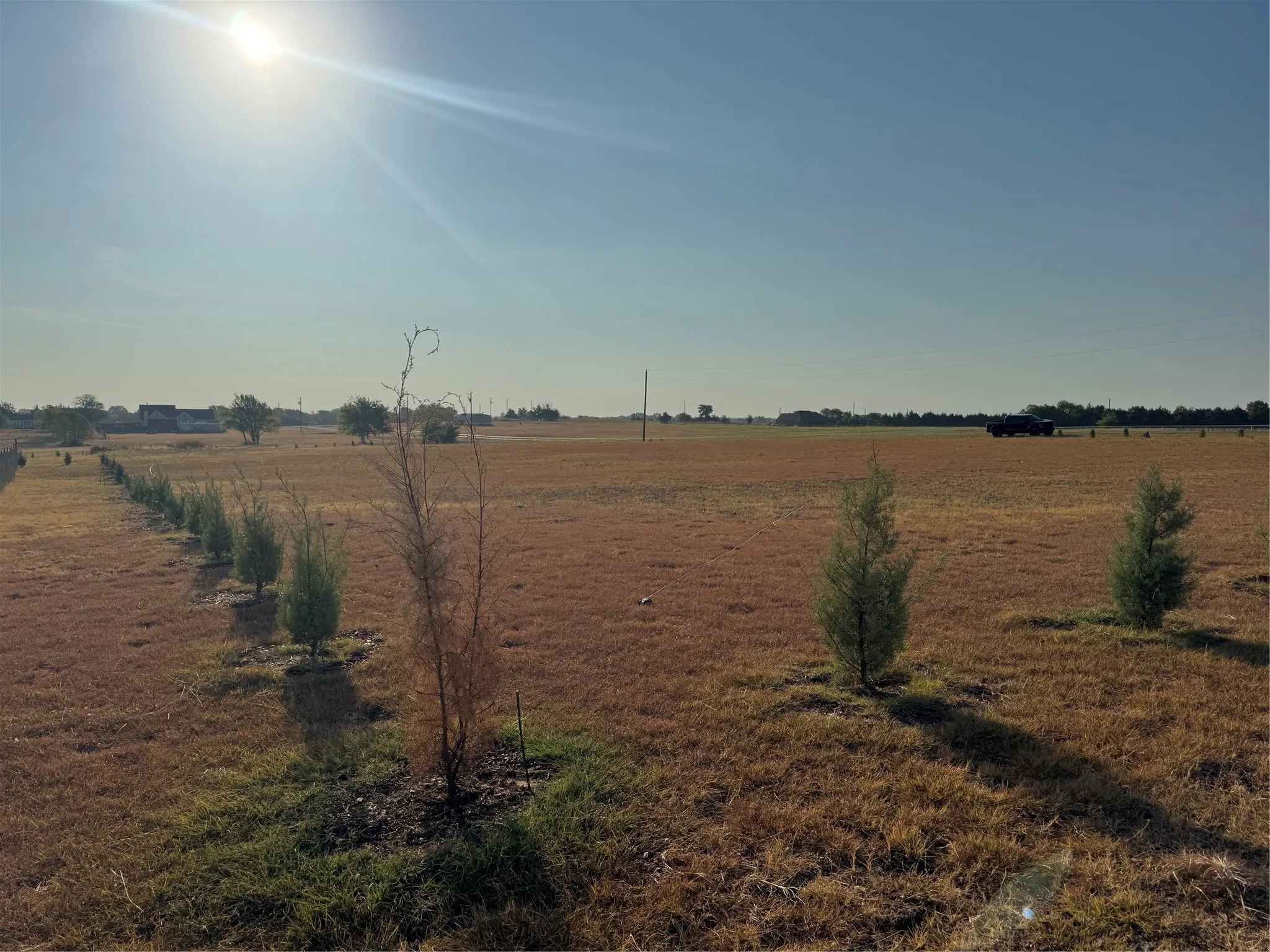 Over 100 Carolina Sapphire Cypress Trees Around Perimeter of Lot, Which Will Grow 30 - 40 Feet Tall and 15 - 20 Feet Wide. Drought Tolerant Species.