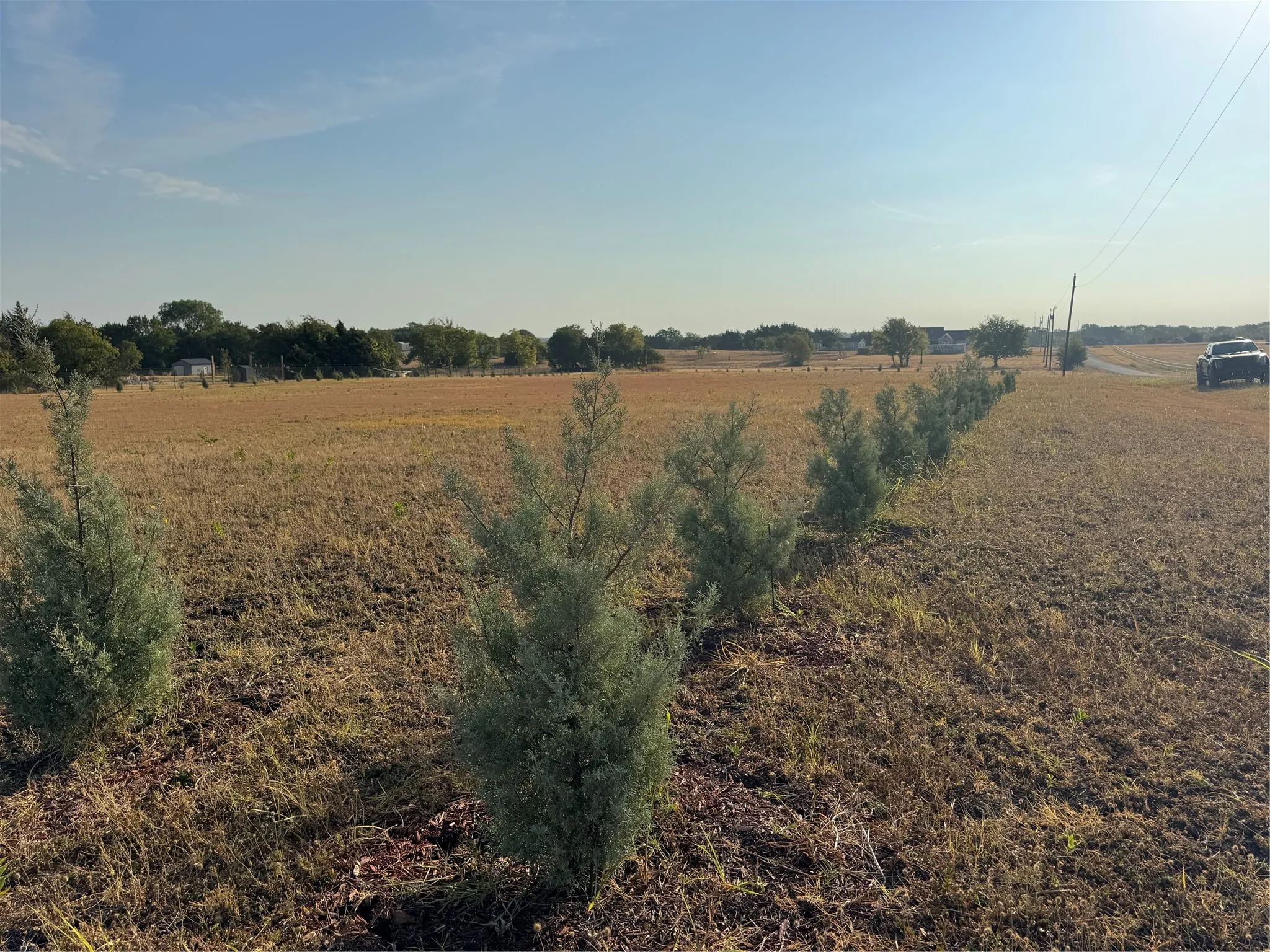 Over 100 Carolina Sapphire Cypress Trees Around Perimeter of Lot, Which Will Grow 30 - 40 Feet Tall and 15 - 20 Feet Wide. Drought Tolerant Species.