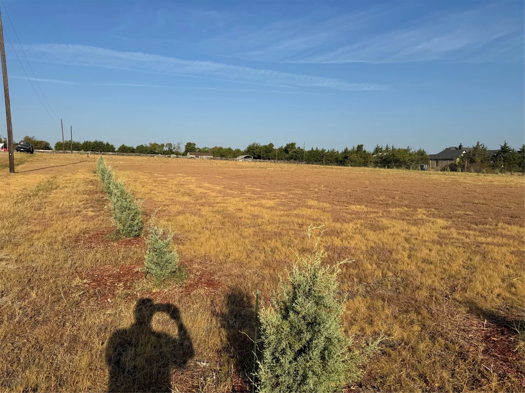 Over 100 Carolina Sapphire Cypress Trees Around Perimeter of Lot, Which Will Grow 30 - 40 Feet Tall and 15 - 20 Feet Wide. Drought Tolerant Species.