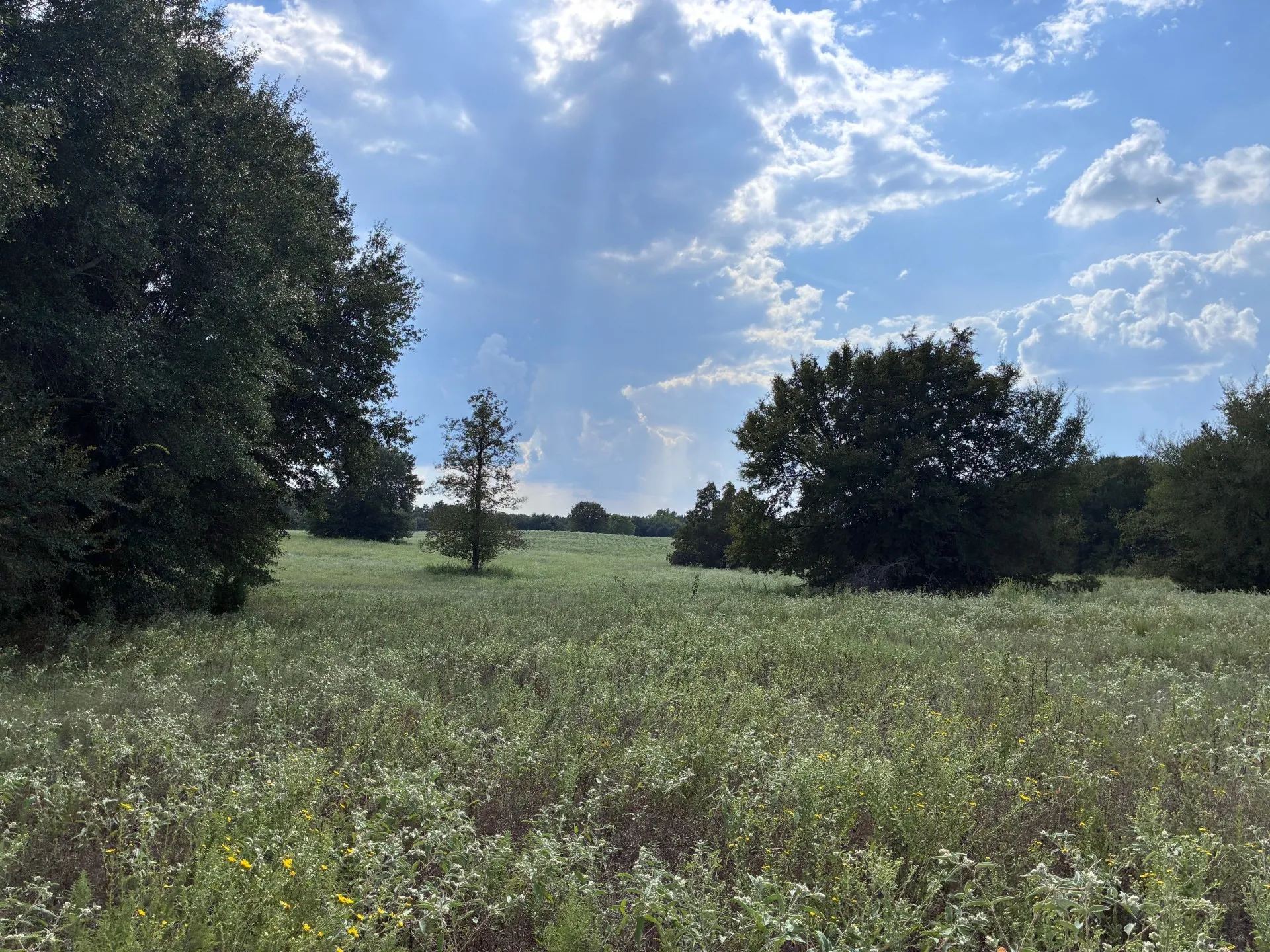Unimproved Land For Sale in Freestone County , TBD FM 833, Fairfield, Texas 75840, 0, 0, Garage spaces, 0 Sqft, built in 0, mls#21399671, Real Estate Agent in Fairfield, Homes For Sale in Freestone county, Homes For Sale in Fairfield, Realtor in Fairfield Texas, Real Estate Brokerage Independent Realty Texas, Luminita Cordes Realtor