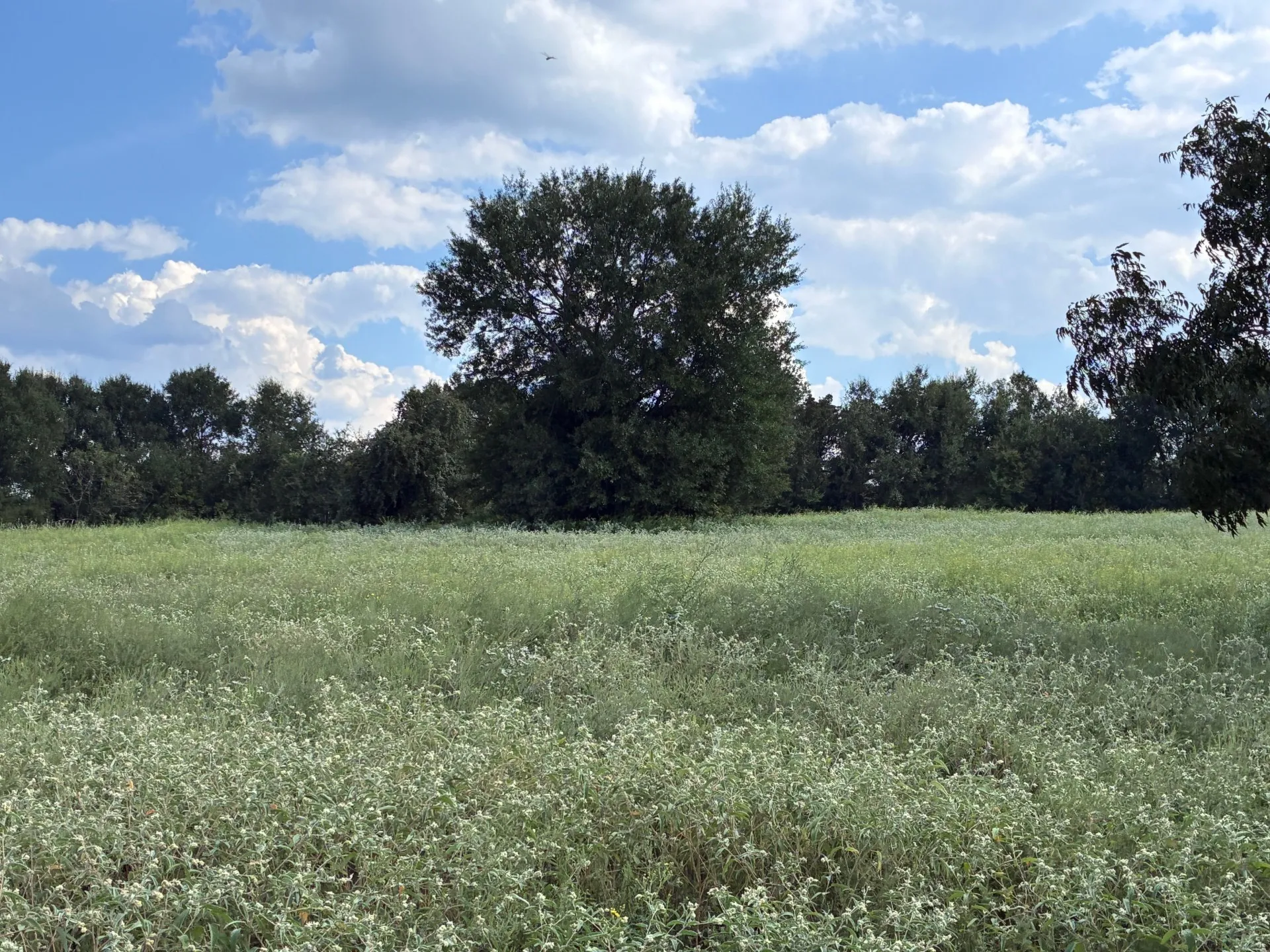 Unimproved Land For Sale in Freestone County , TBD FM 833, Fairfield, Texas 75840, 0, 0, Garage spaces, 0 Sqft, built in 0, mls#21399671, Real Estate Agent in Fairfield, Homes For Sale in Freestone county, Homes For Sale in Fairfield, Realtor in Fairfield Texas, Real Estate Brokerage Independent Realty Texas, Luminita Cordes Realtor