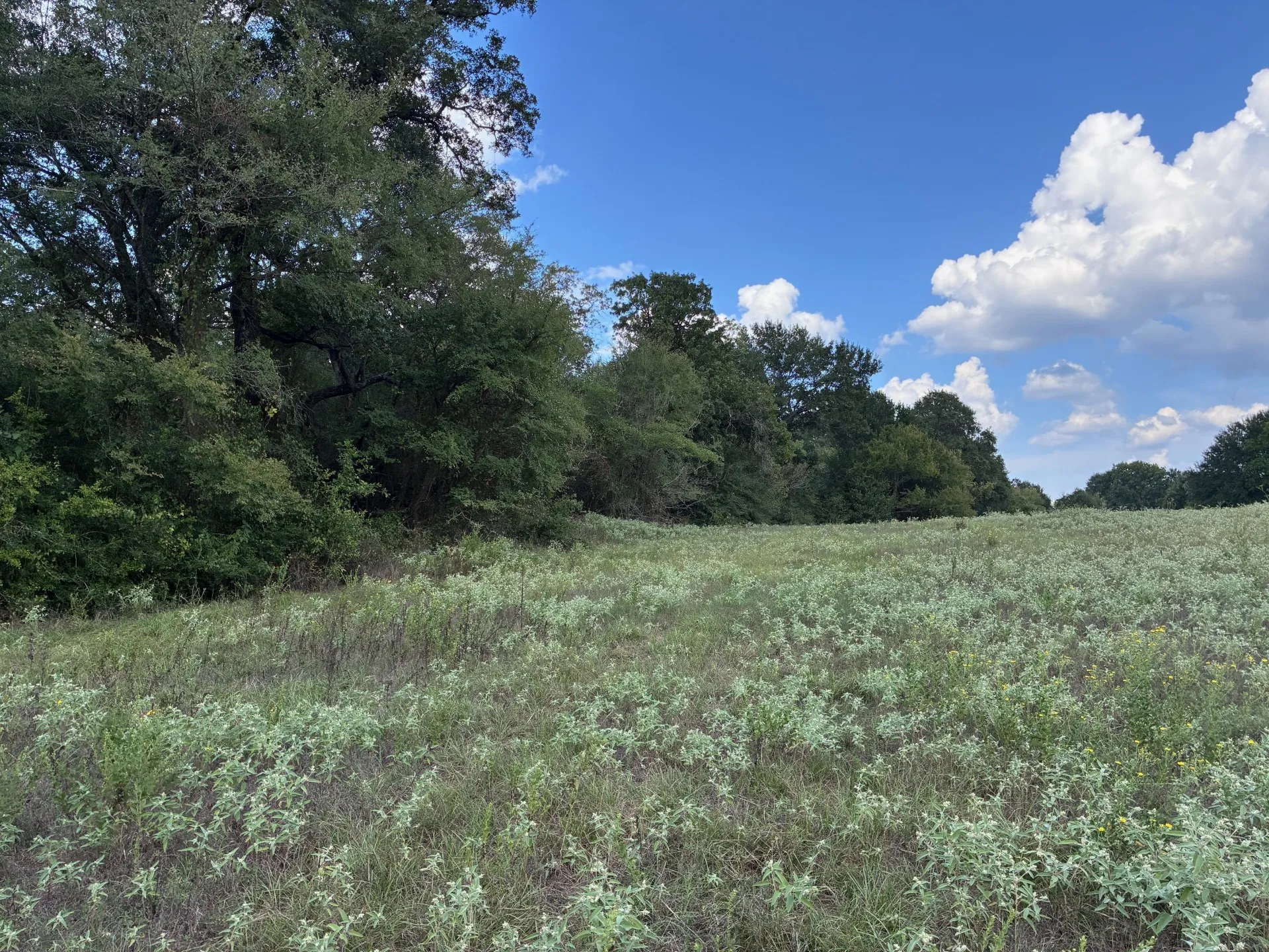 Unimproved Land For Sale in Freestone County , TBD FM 833, Fairfield, Texas 75840, 0, 0, Garage spaces, 0 Sqft, built in 0, mls#21399671, Real Estate Agent in Fairfield, Homes For Sale in Freestone county, Homes For Sale in Fairfield, Realtor in Fairfield Texas, Real Estate Brokerage Independent Realty Texas, Luminita Cordes Realtor