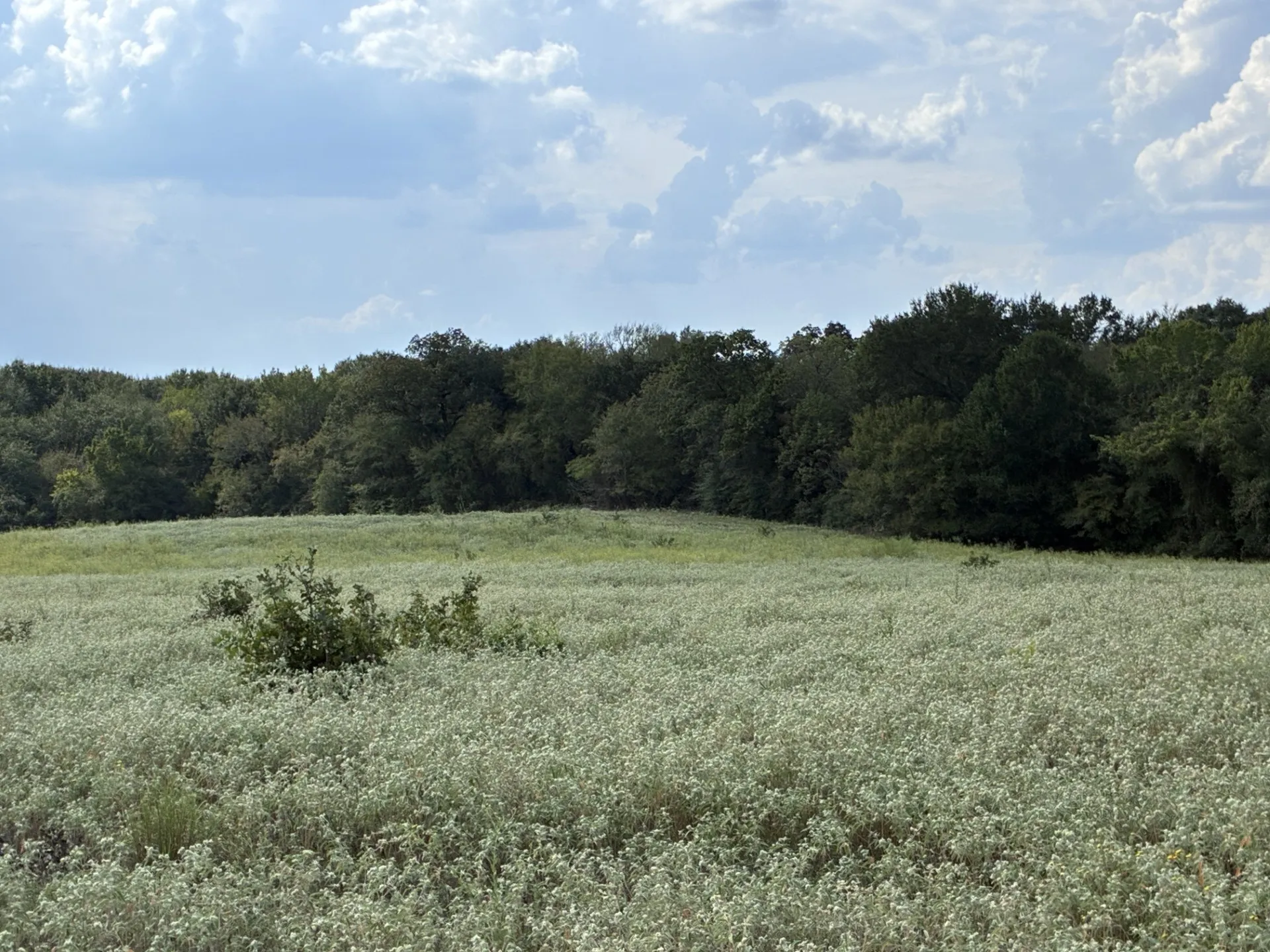 Unimproved Land For Sale in Freestone County , TBD FM 833, Fairfield, Texas 75840, 0, 0, Garage spaces, 0 Sqft, built in 0, mls#21399671, Real Estate Agent in Fairfield, Homes For Sale in Freestone county, Homes For Sale in Fairfield, Realtor in Fairfield Texas, Real Estate Brokerage Independent Realty Texas, Luminita Cordes Realtor