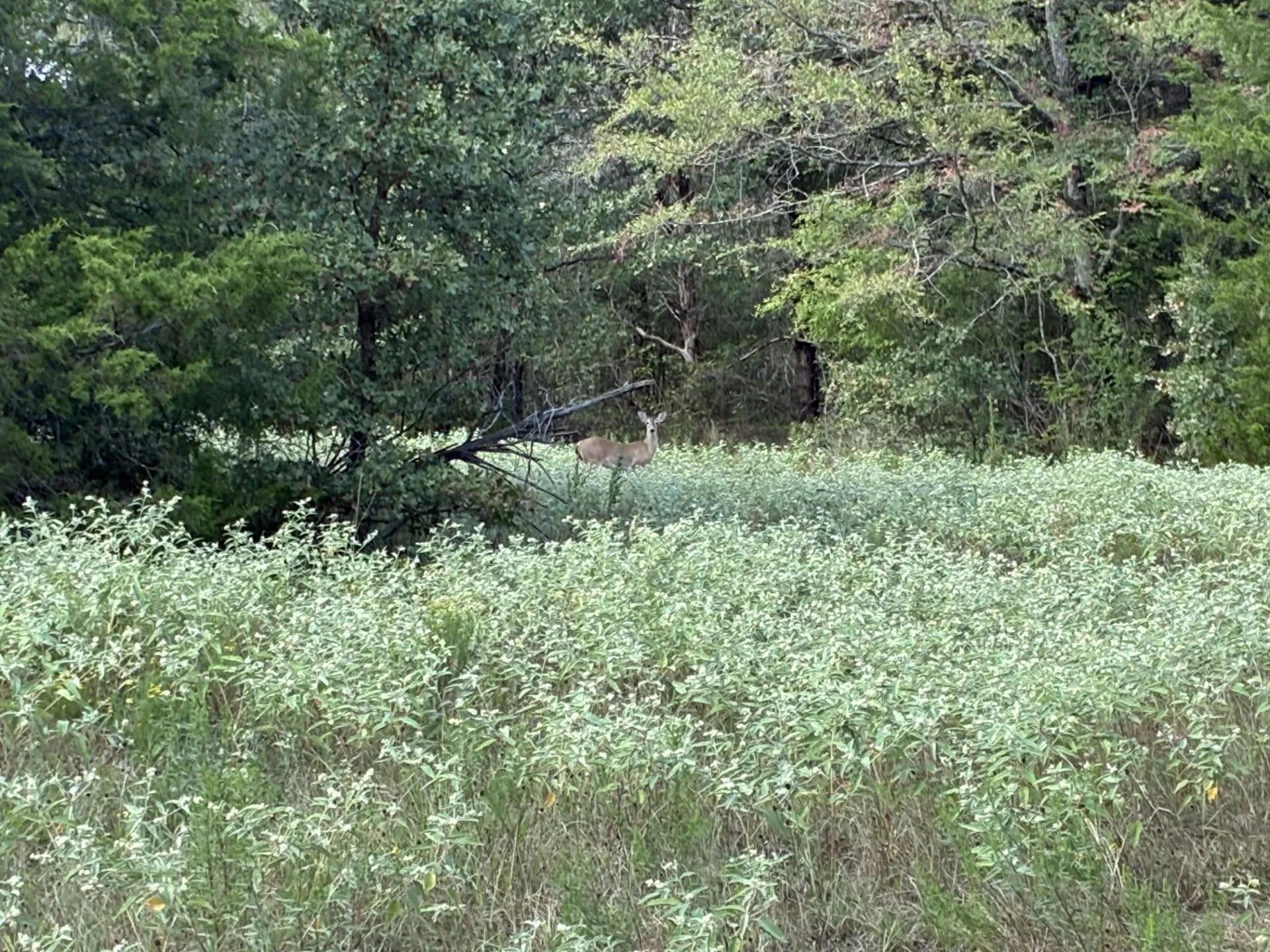 Unimproved Land For Sale in Freestone County , TBD FM 833, Fairfield, Texas 75840, 0, 0, Garage spaces, 0 Sqft, built in 0, mls#21399671, Real Estate Agent in Fairfield, Homes For Sale in Freestone county, Homes For Sale in Fairfield, Realtor in Fairfield Texas, Real Estate Brokerage Independent Realty Texas, Luminita Cordes Realtor