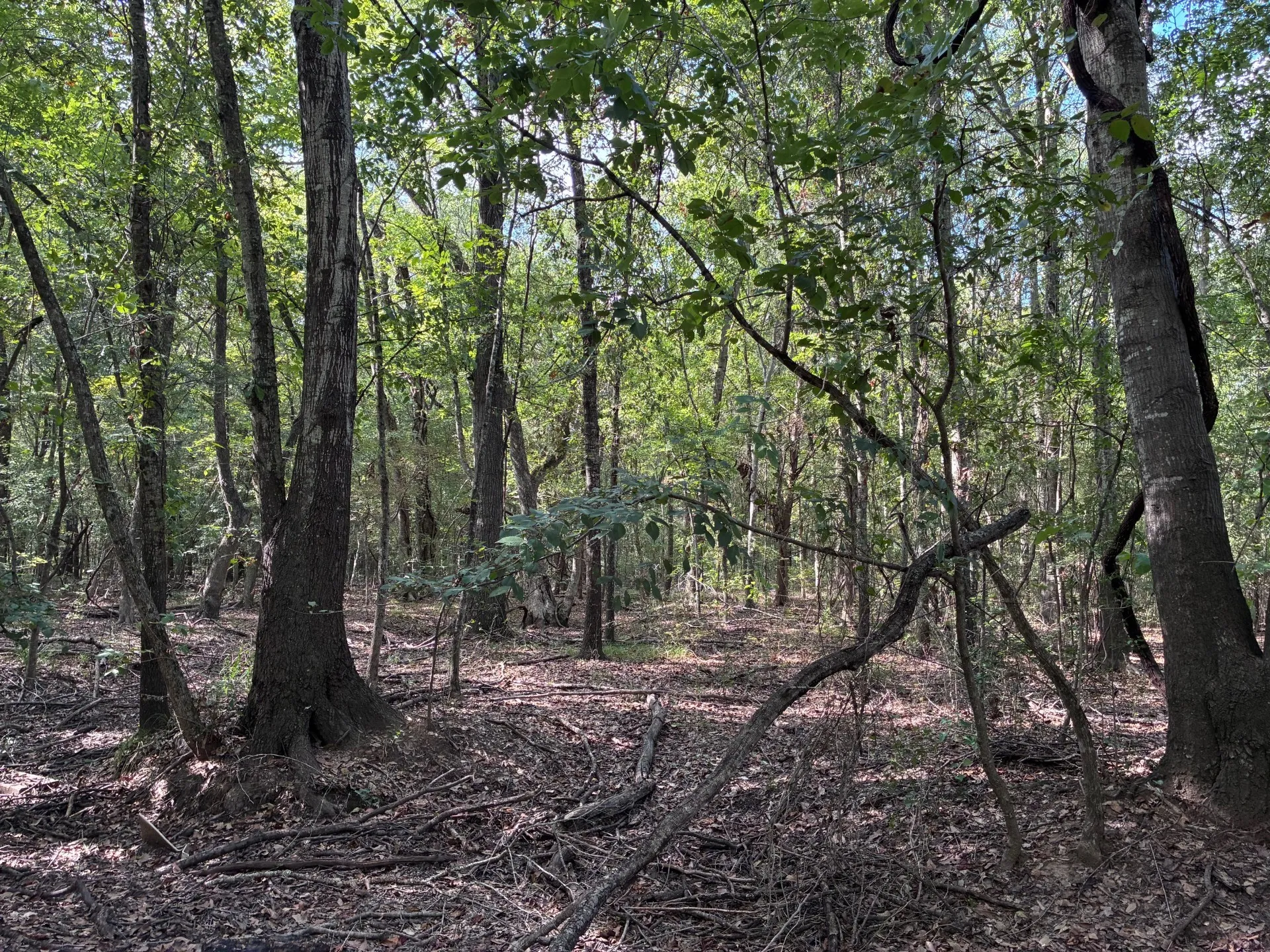 Unimproved Land For Sale in Freestone County , TBD FM 833, Fairfield, Texas 75840, 0, 0, Garage spaces, 0 Sqft, built in 0, mls#21399671, Real Estate Agent in Fairfield, Homes For Sale in Freestone county, Homes For Sale in Fairfield, Realtor in Fairfield Texas, Real Estate Brokerage Independent Realty Texas, Luminita Cordes Realtor
