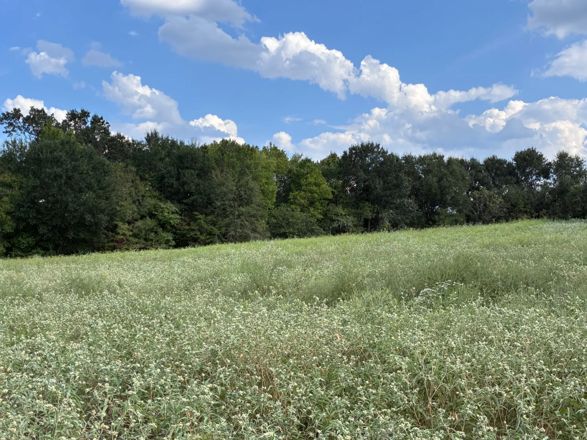 Unimproved Land For Sale in Freestone County , TBD FM 833, Fairfield, Texas 75840, 0, 0, Garage spaces, 0 Sqft, built in 0, mls#21399671, Real Estate Agent in Fairfield, Homes For Sale in Freestone county, Homes For Sale in Fairfield, Realtor in Fairfield Texas, Real Estate Brokerage Independent Realty Texas, Luminita Cordes Realtor