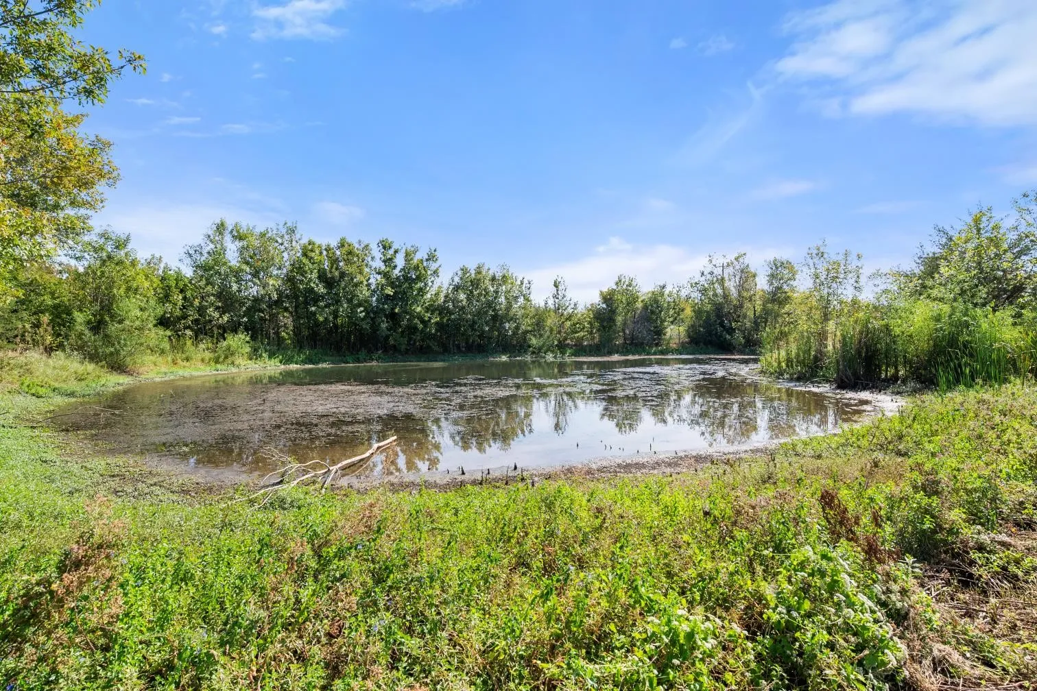 Pond surrounded by natural vegetation