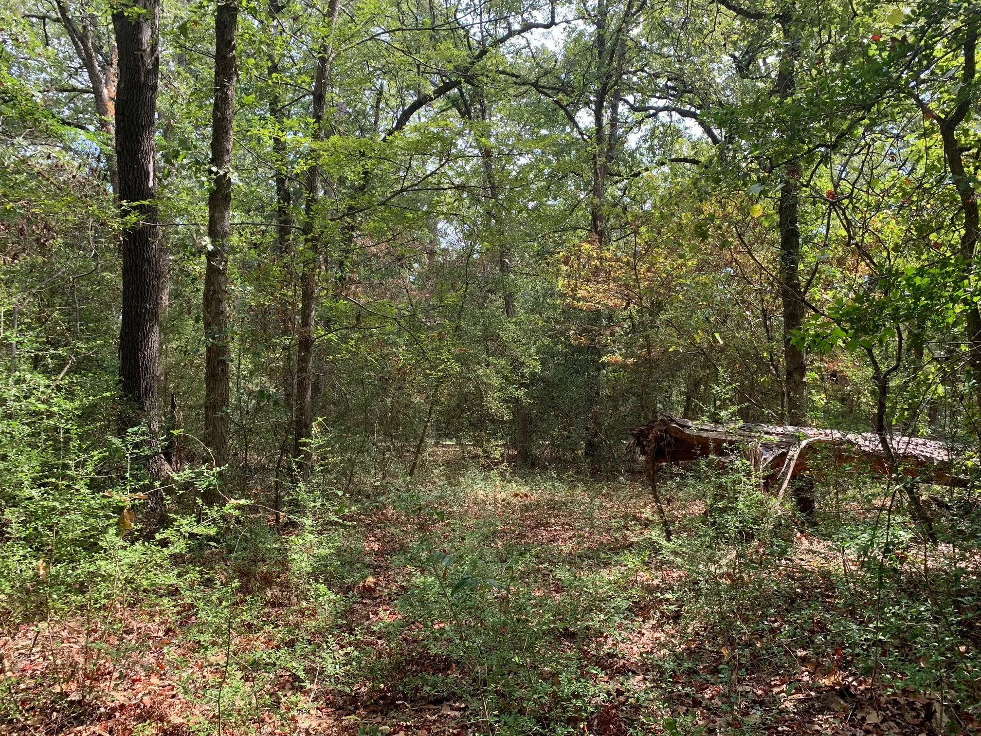 Improved Land For Sale in Wood County , 115 private road 7533, Hawkins, Texas 75765, 0, 0, Garage spaces, 0 Sqft, built in 0, mls#21399413, Real Estate Agent in Hawkins, Homes For Sale in Wood county, Homes For Sale in Hawkins, Realtor in Hawkins Texas, Real Estate Brokerage Independent Realty Texas, Luminita Cordes Realtor