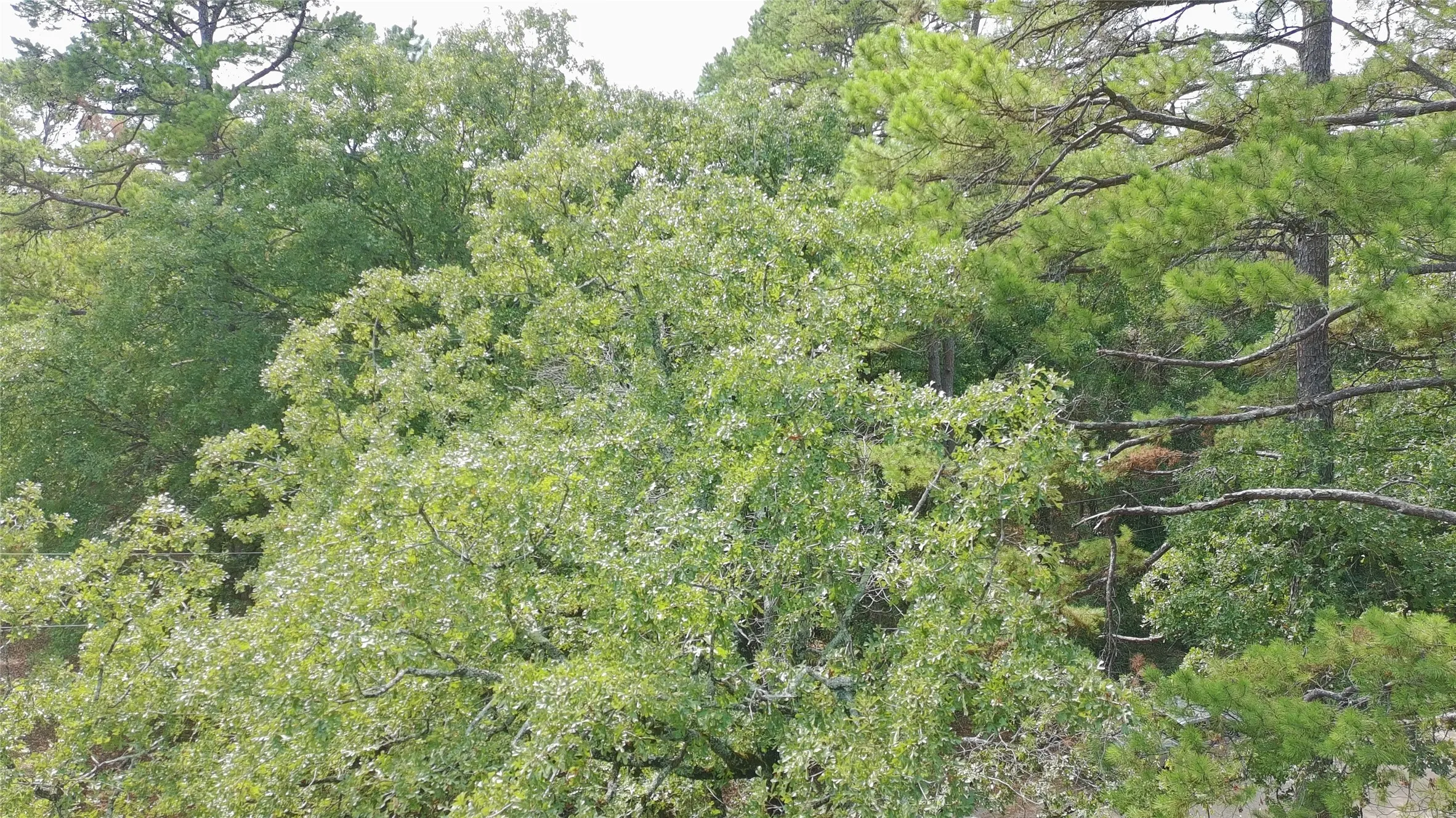 Improved Land For Sale in Wood County , 115 private road 7533, Hawkins, Texas 75765, 0, 0, Garage spaces, 0 Sqft, built in 0, mls#21399413, Real Estate Agent in Hawkins, Homes For Sale in Wood county, Homes For Sale in Hawkins, Realtor in Hawkins Texas, Real Estate Brokerage Independent Realty Texas, Luminita Cordes Realtor