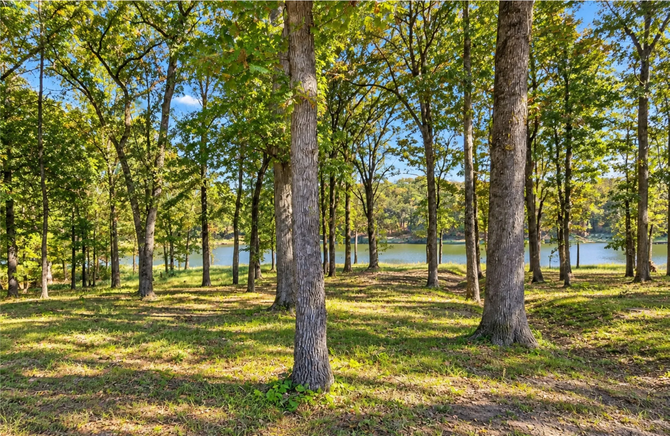Improved Land For Sale in Camp County , Lot 55 Private Road 52415, Leesburg, Texas 75451, 0, 0, Garage spaces, 0 Sqft, built in 0, mls#21400124, Real Estate Agent in Leesburg, Homes For Sale in Camp county, Homes For Sale in Leesburg, Realtor in Leesburg Texas, Real Estate Brokerage Independent Realty Texas, Luminita Cordes Realtor