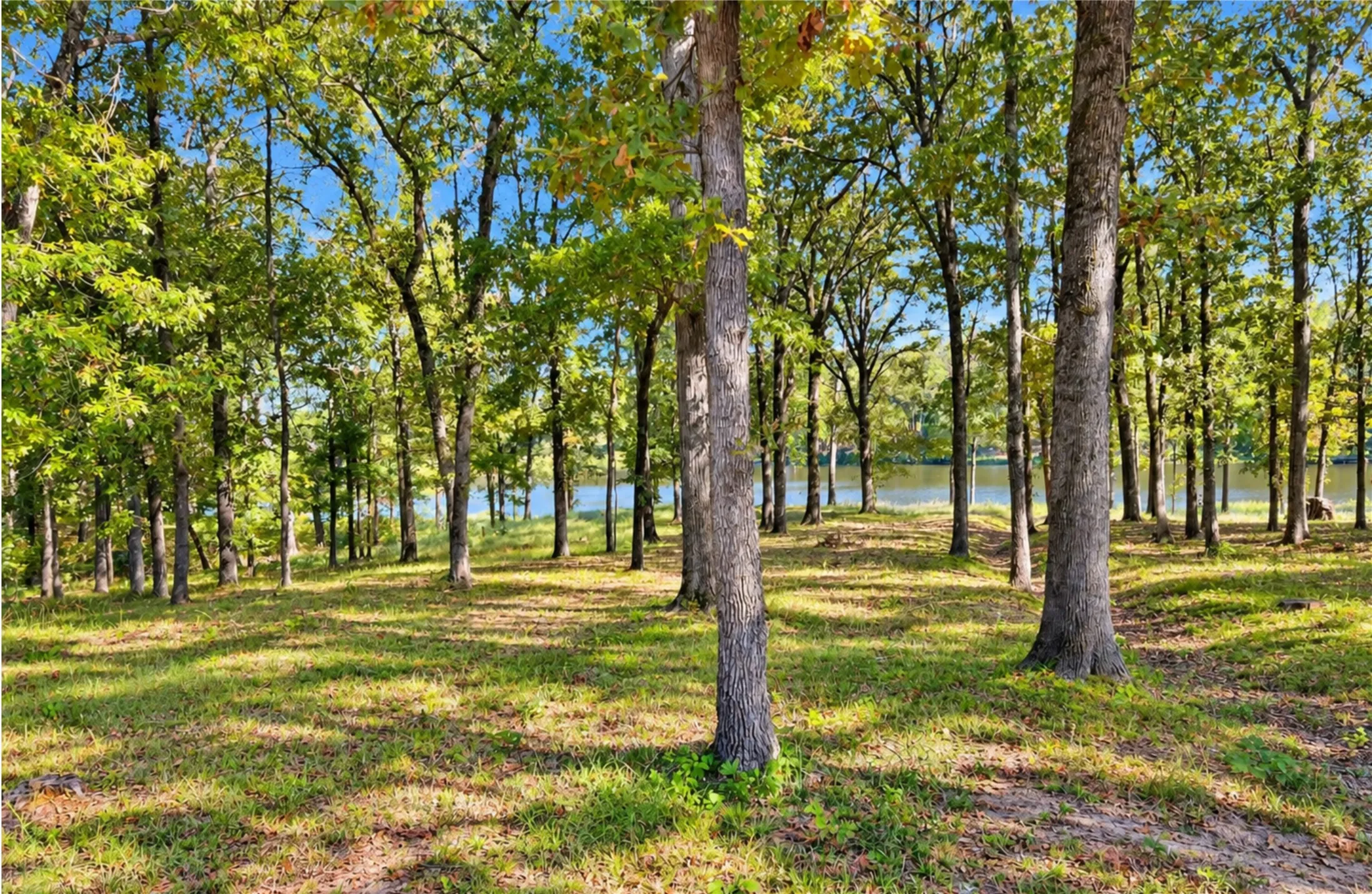 Improved Land For Sale in Camp County , Lot 55 Private Road 52415, Leesburg, Texas 75451, 0, 0, Garage spaces, 0 Sqft, built in 0, mls#21400124, Real Estate Agent in Leesburg, Homes For Sale in Camp county, Homes For Sale in Leesburg, Realtor in Leesburg Texas, Real Estate Brokerage Independent Realty Texas, Luminita Cordes Realtor