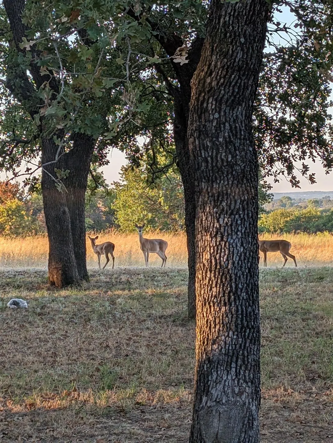 Single Family Residence For Sale in Wise County , 3207 FM 2048, Boyd, Texas 76023, 3 Bedroom, 2 Bathroom, 2 Garage spaces, 1,448 Sqft, built in 2015, mls#21400111, Real Estate Agent in Boyd, Homes For Sale in Wise county, Homes For Sale in Boyd, Realtor in Boyd Texas, Real Estate Brokerage Independent Realty Texas, Luminita Cordes Realtor