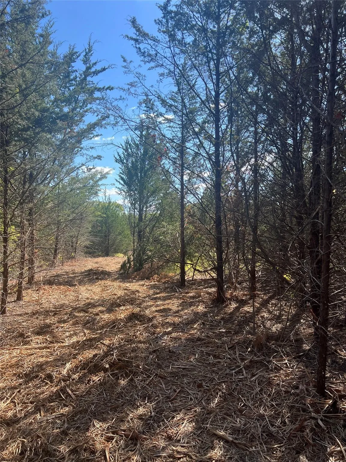 Unimproved Land For Sale in Grayson County , TBD3 Rochelle Cannon Road, Whitewright, Texas 75491, 0, 0, Garage spaces, 0 Sqft, built in 0, mls#21400282, Real Estate Agent in Whitewright, Homes For Sale in Grayson county, Homes For Sale in Whitewright, Realtor in Whitewright Texas, Real Estate Brokerage Independent Realty Texas, Luminita Cordes Realtor