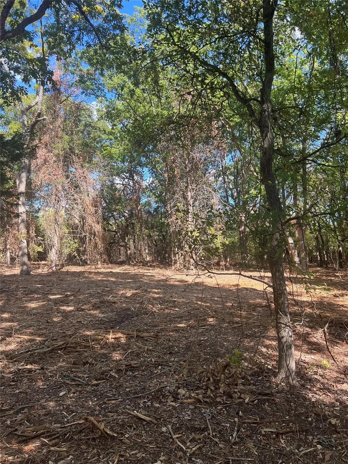 Unimproved Land For Sale in Grayson County , TBD3 Rochelle Cannon Road, Whitewright, Texas 75491, 0, 0, Garage spaces, 0 Sqft, built in 0, mls#21400282, Real Estate Agent in Whitewright, Homes For Sale in Grayson county, Homes For Sale in Whitewright, Realtor in Whitewright Texas, Real Estate Brokerage Independent Realty Texas, Luminita Cordes Realtor