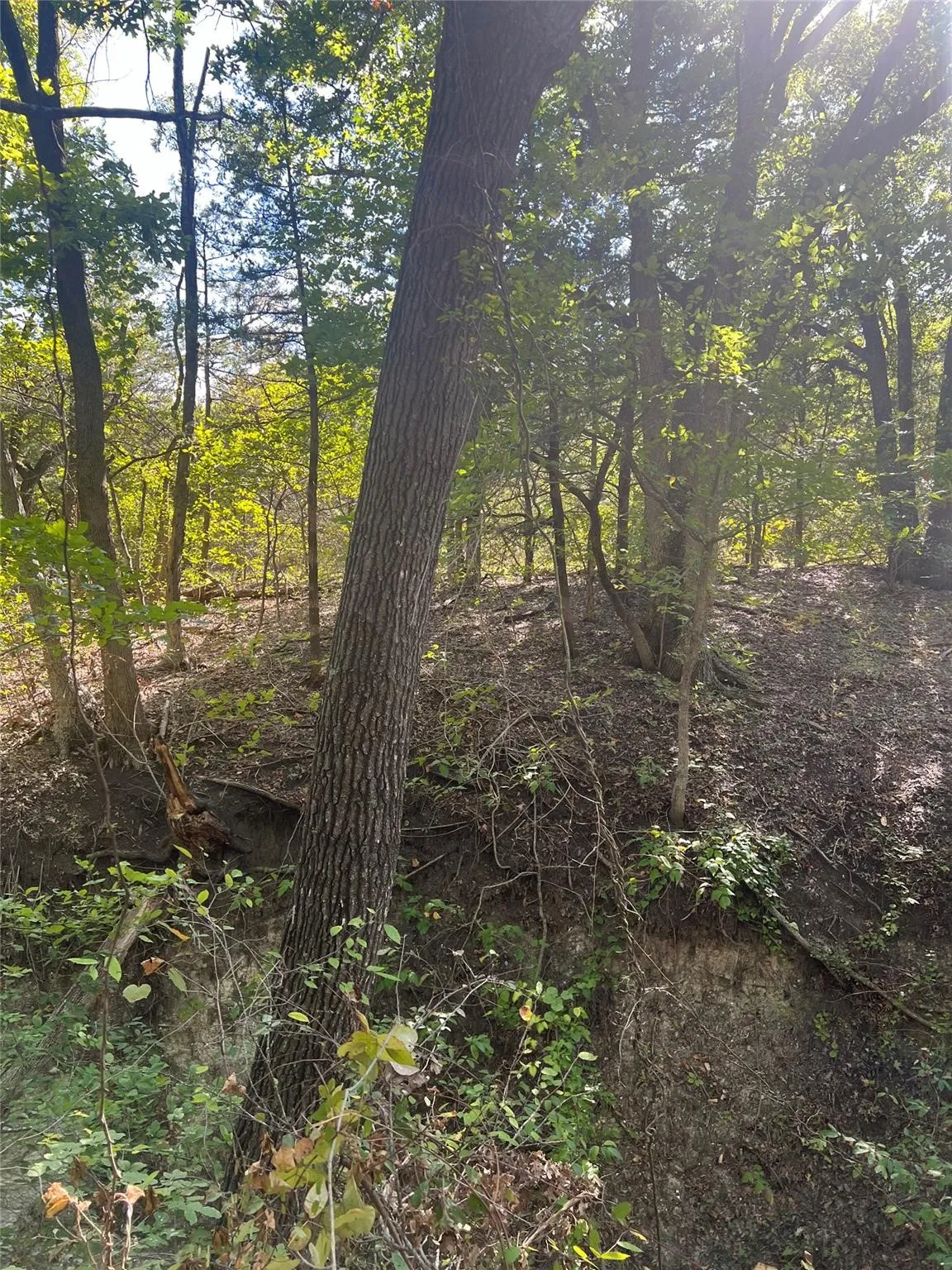Unimproved Land For Sale in Grayson County , TBD3 Rochelle Cannon Road, Whitewright, Texas 75491, 0, 0, Garage spaces, 0 Sqft, built in 0, mls#21400282, Real Estate Agent in Whitewright, Homes For Sale in Grayson county, Homes For Sale in Whitewright, Realtor in Whitewright Texas, Real Estate Brokerage Independent Realty Texas, Luminita Cordes Realtor