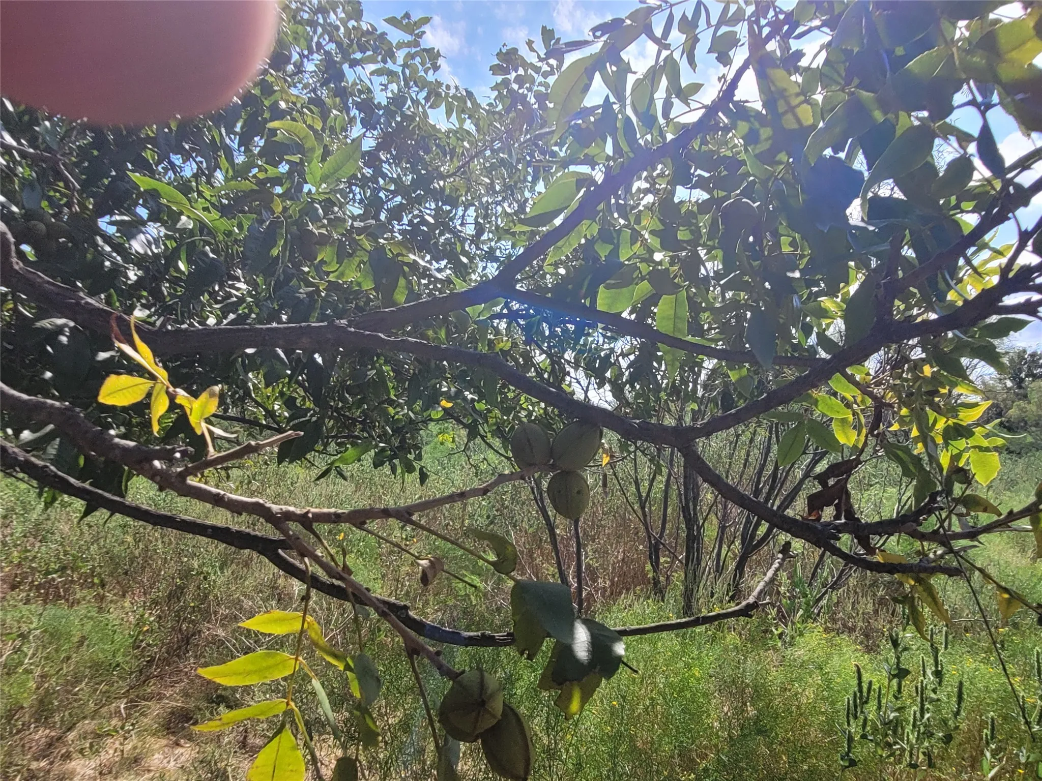 Ranch For Sale in Brown County , 14426 County Road 211, Brookesmith, Texas 76827, 0, 0, Garage spaces, 0 Sqft, built in 2017, mls#21400080, Real Estate Agent in Brookesmith, Homes For Sale in Brown county, Homes For Sale in Brookesmith, Realtor in Brookesmith Texas, Real Estate Brokerage Independent Realty Texas, Luminita Cordes Realtor