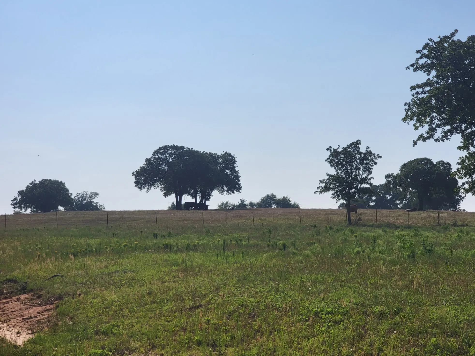 Unimproved Land For Sale in Parker County , 1300 Clover Drive, Poolville, Texas 76487, 0, 0, Garage spaces, 0 Sqft, built in 0, mls#21400524, Real Estate Agent in Poolville, Homes For Sale in Parker county, Homes For Sale in Poolville, Realtor in Poolville Texas, Real Estate Brokerage Independent Realty Texas, Luminita Cordes Realtor