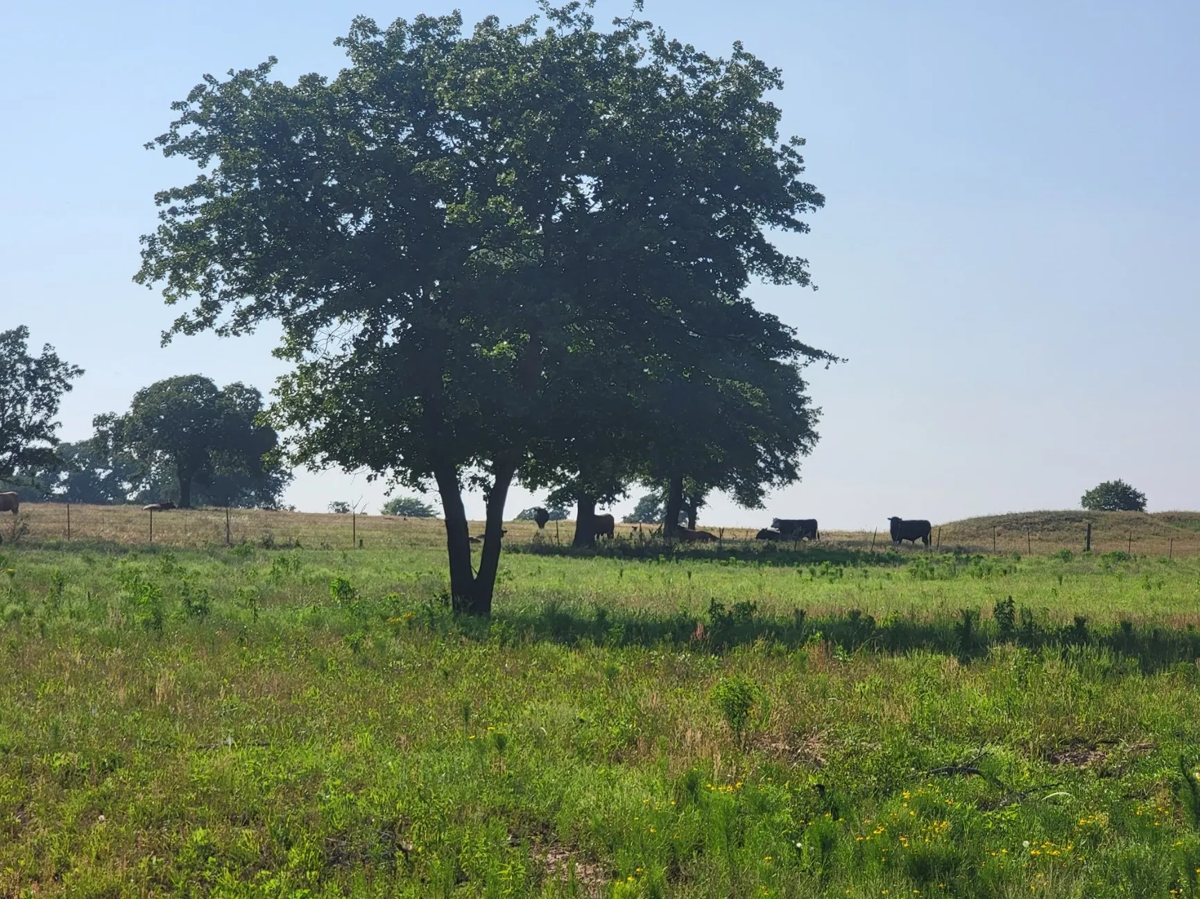 Unimproved Land For Sale in Parker County , 1300 Clover Drive, Poolville, Texas 76487, 0, 0, Garage spaces, 0 Sqft, built in 0, mls#21400524, Real Estate Agent in Poolville, Homes For Sale in Parker county, Homes For Sale in Poolville, Realtor in Poolville Texas, Real Estate Brokerage Independent Realty Texas, Luminita Cordes Realtor