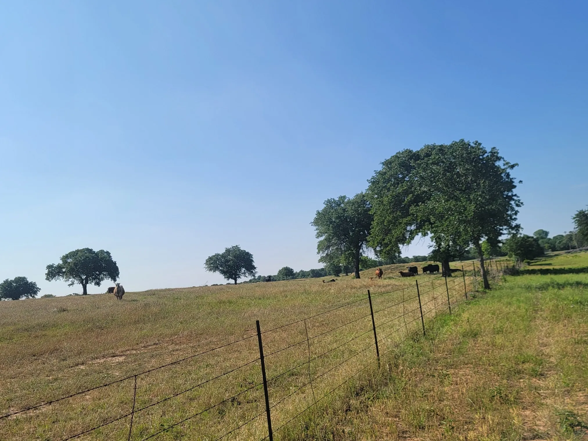 Unimproved Land For Sale in Parker County , 1300 Clover Drive, Poolville, Texas 76487, 0, 0, Garage spaces, 0 Sqft, built in 0, mls#21400524, Real Estate Agent in Poolville, Homes For Sale in Parker county, Homes For Sale in Poolville, Realtor in Poolville Texas, Real Estate Brokerage Independent Realty Texas, Luminita Cordes Realtor