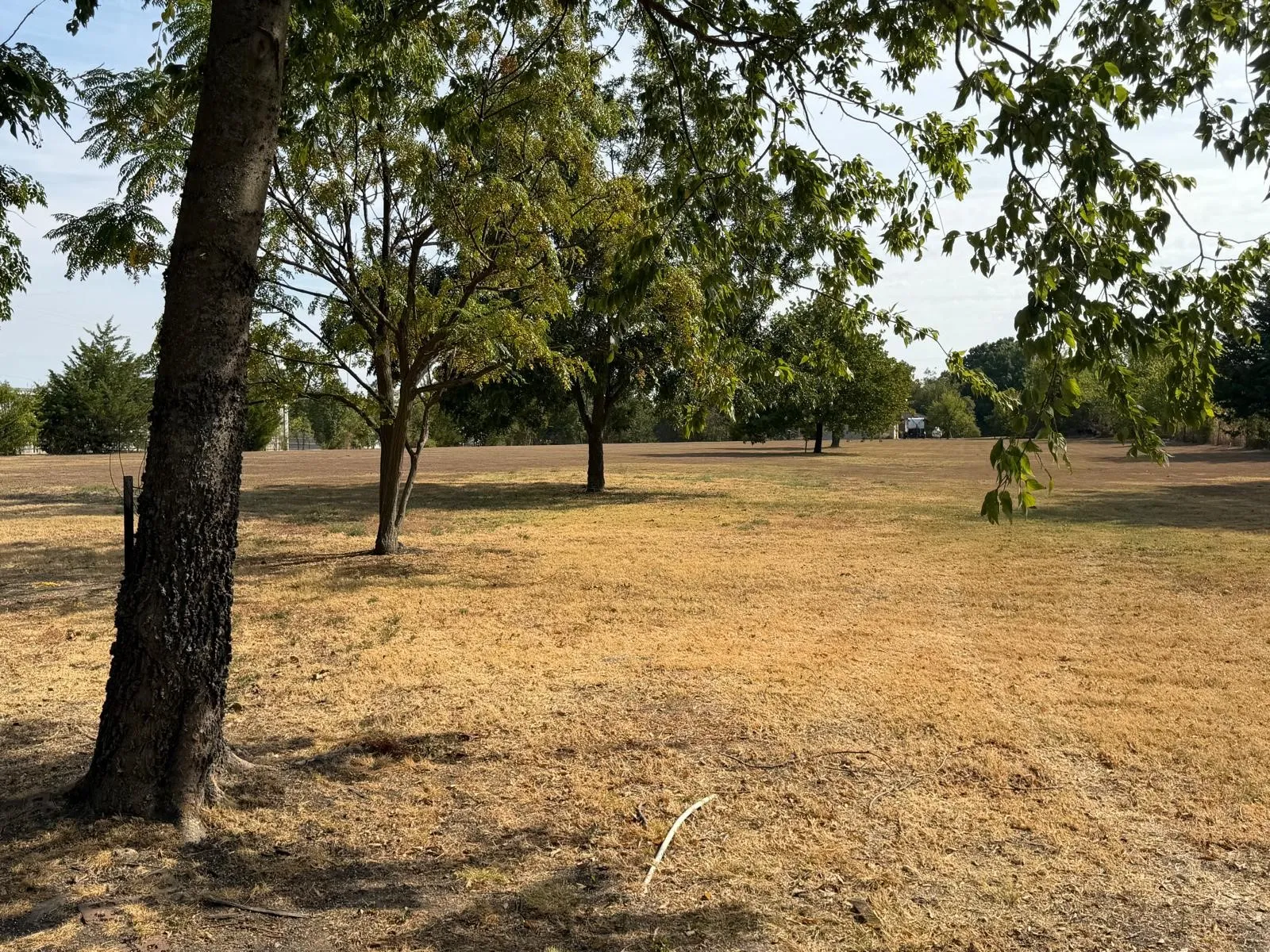 Expansive open lot featuring mature trees and a substantial grassy area