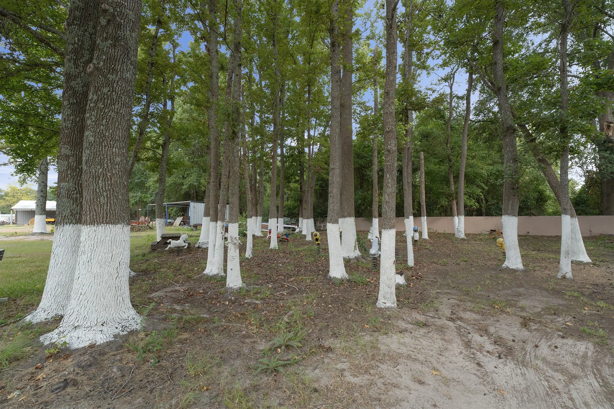 Mature trees with painted trunks