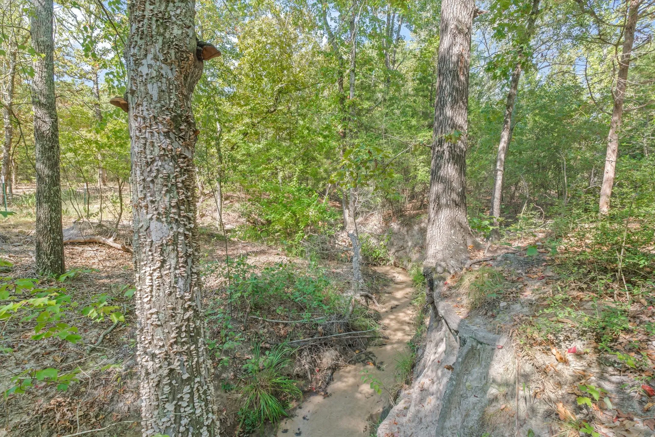 Gorgeous woods!