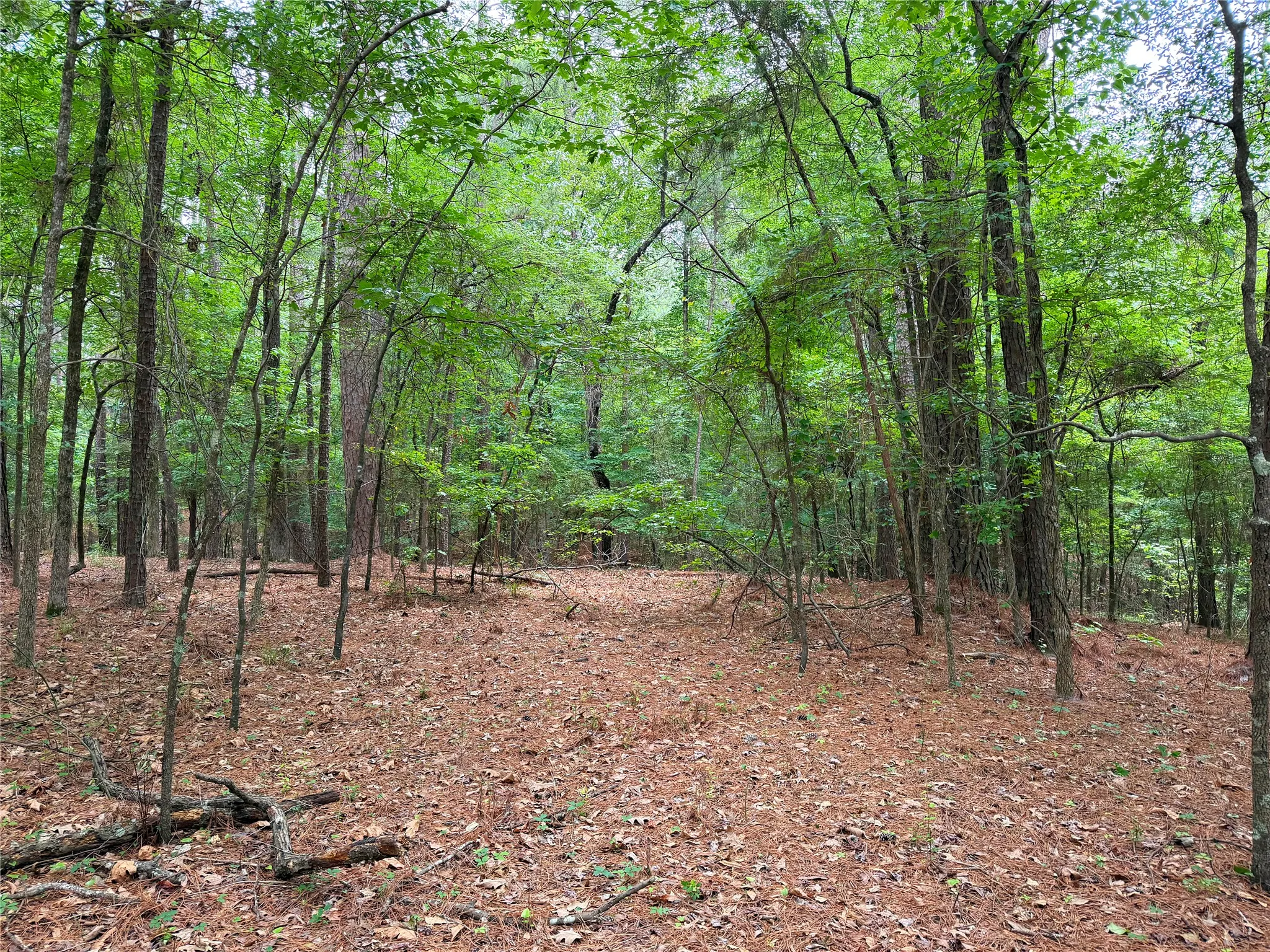 Unimproved Land For Sale in Marion County , 0 Sixth Avenue, Avinger, Texas 75630, 0, 0, Garage spaces, 0 Sqft, built in 0, mls#21400755, Real Estate Agent in Avinger, Homes For Sale in Marion county, Homes For Sale in Avinger, Realtor in Avinger Texas, Real Estate Brokerage Independent Realty Texas, Luminita Cordes Realtor